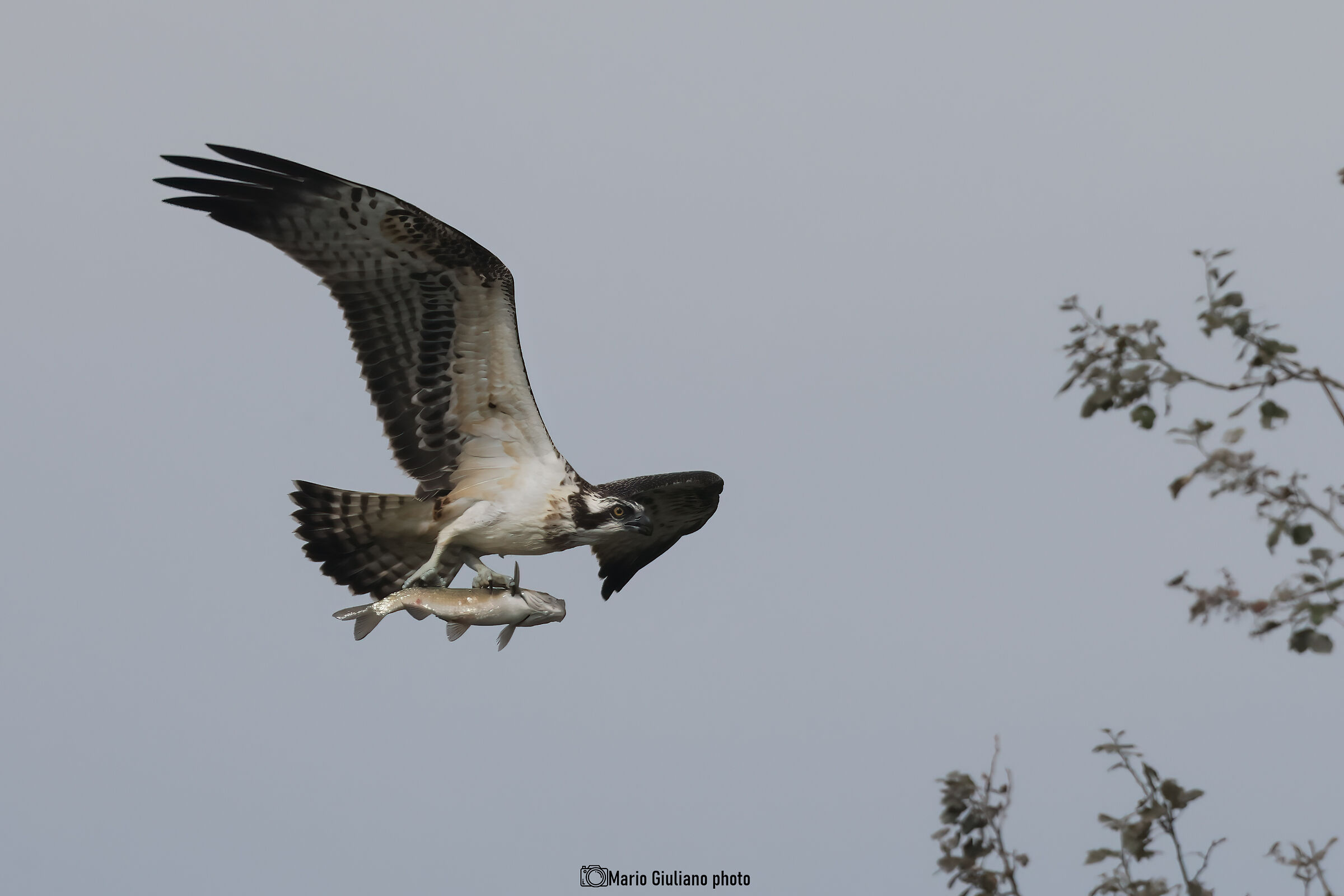 Osprey