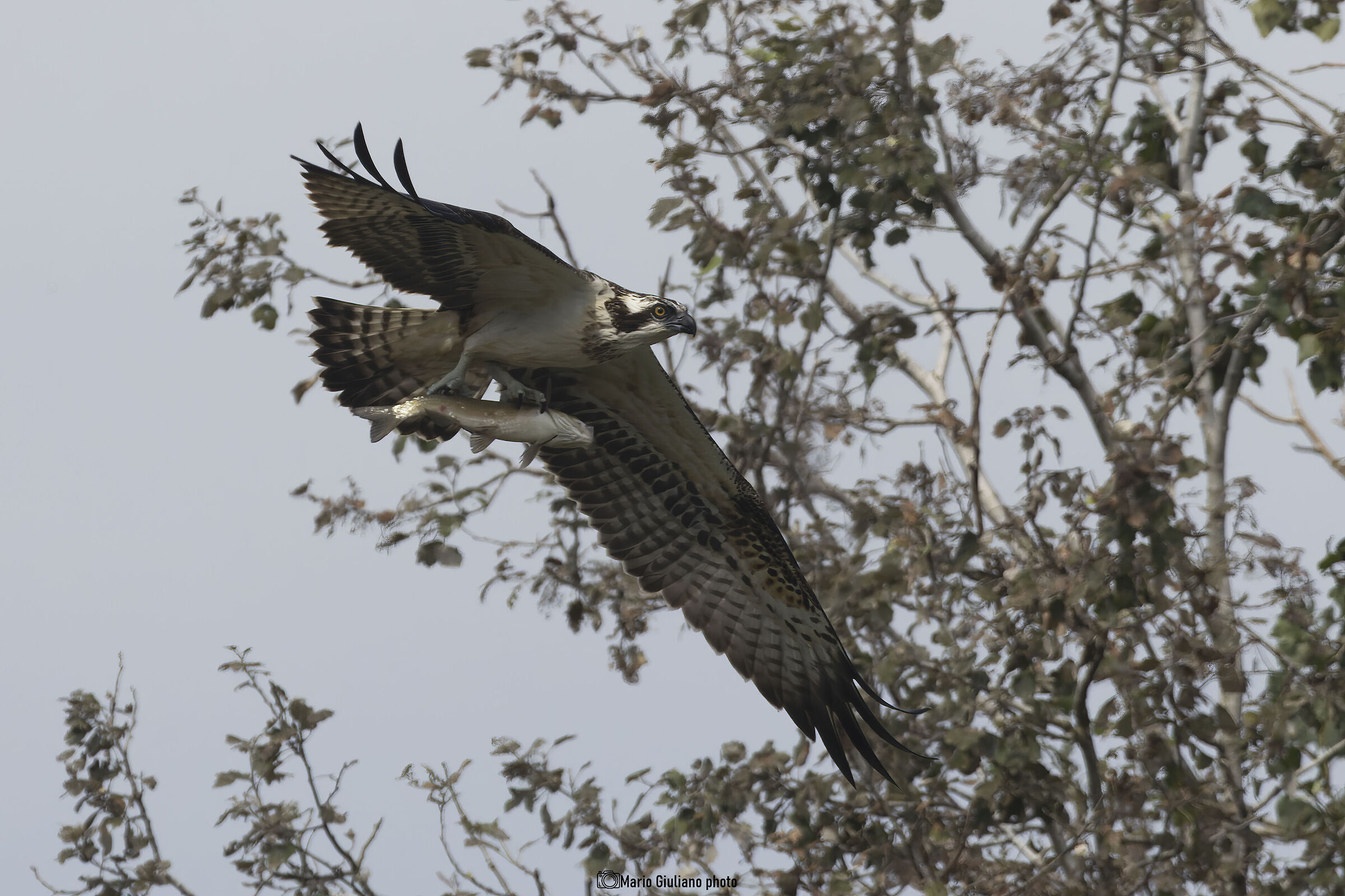 Osprey