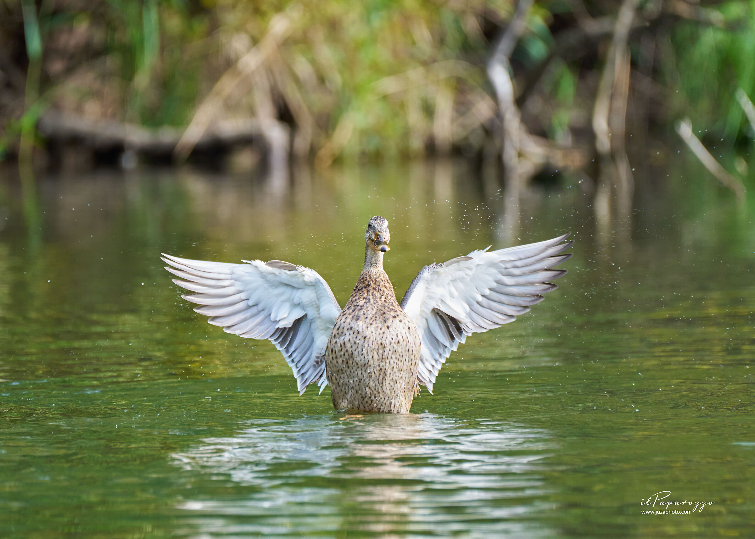 Germano Reale Femmina