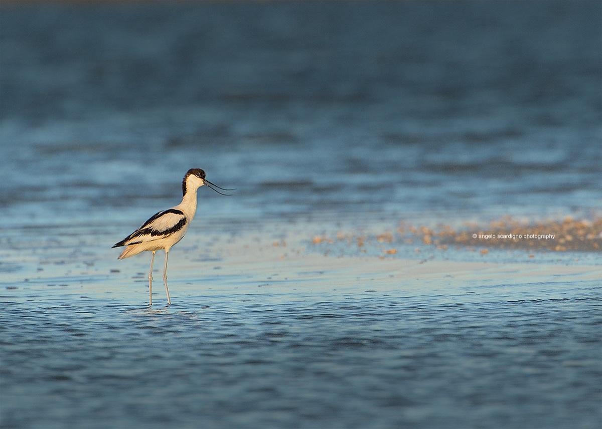 Avocetta alle prime luci..