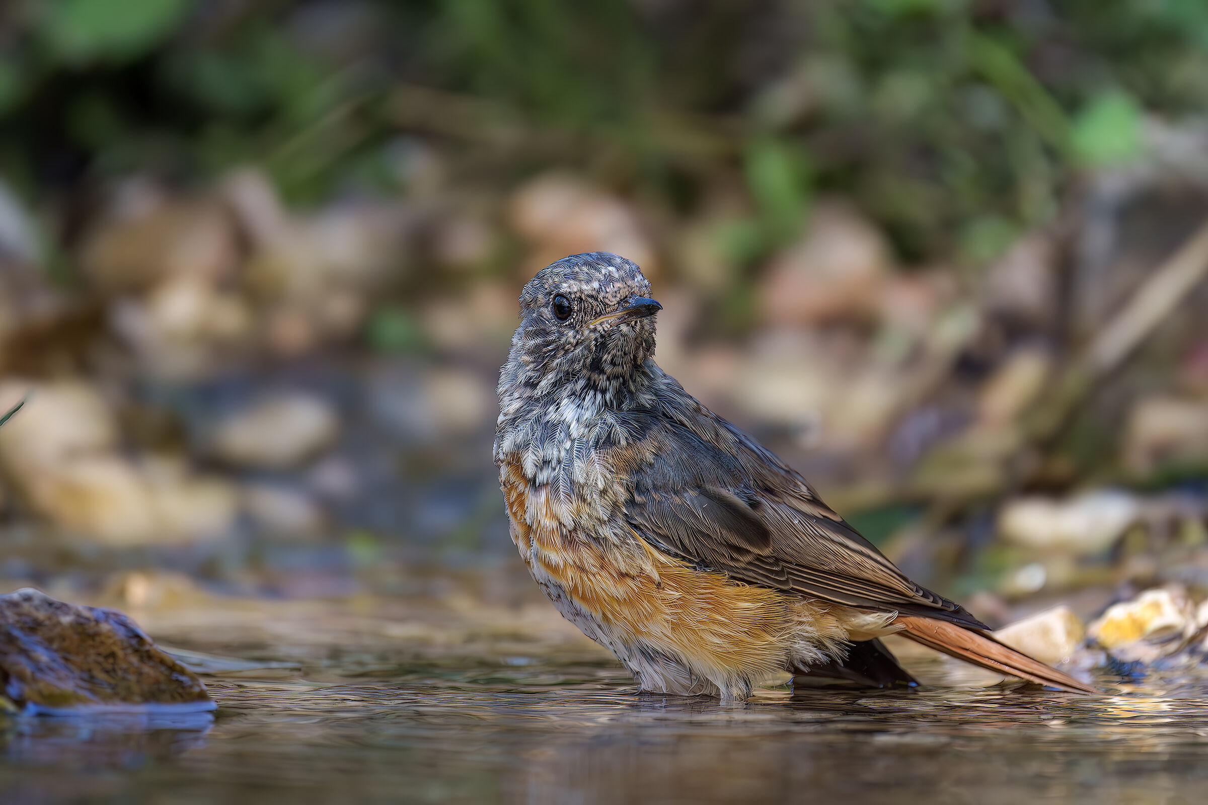 Young Redstart