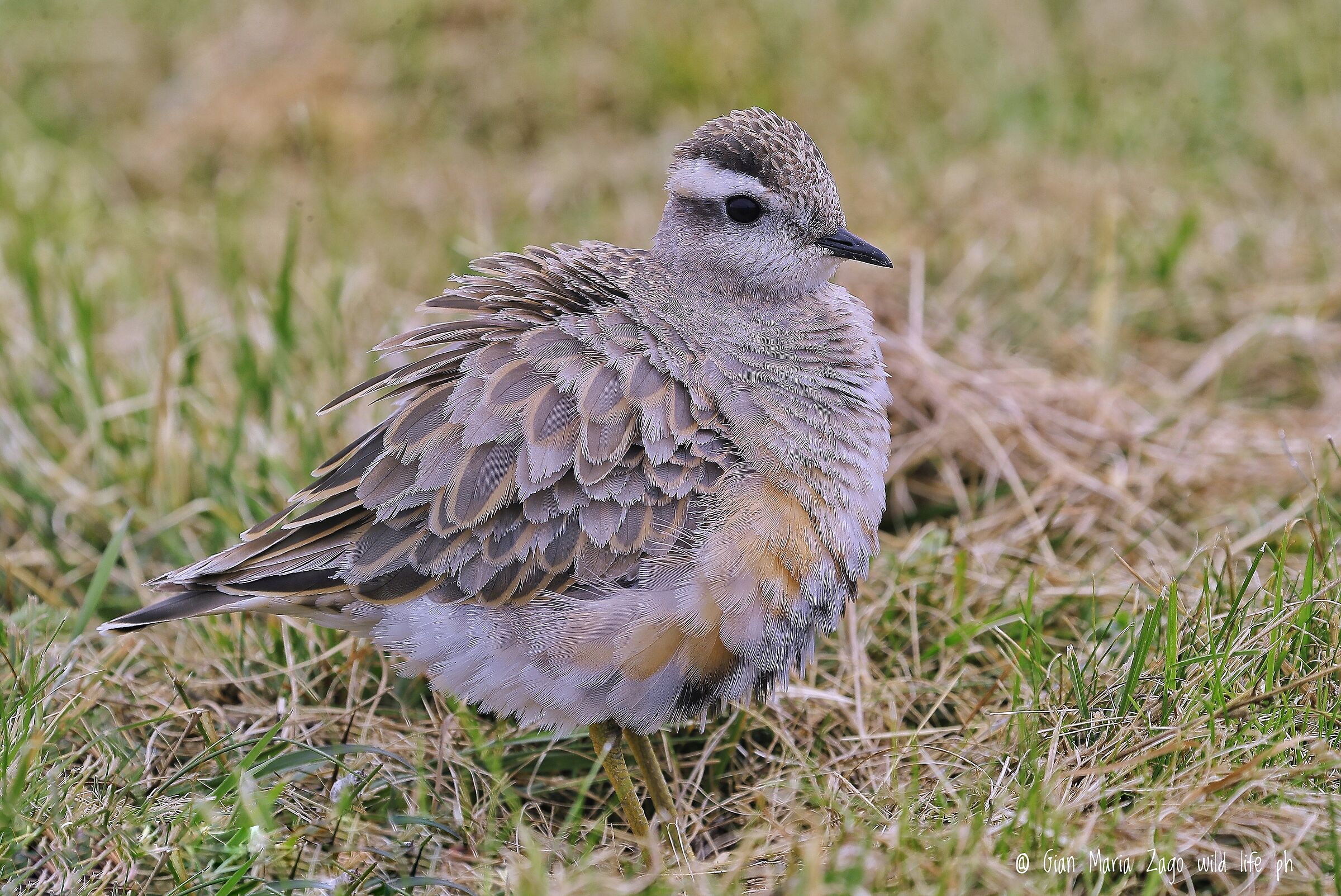 Tortolino plover in breeding livery