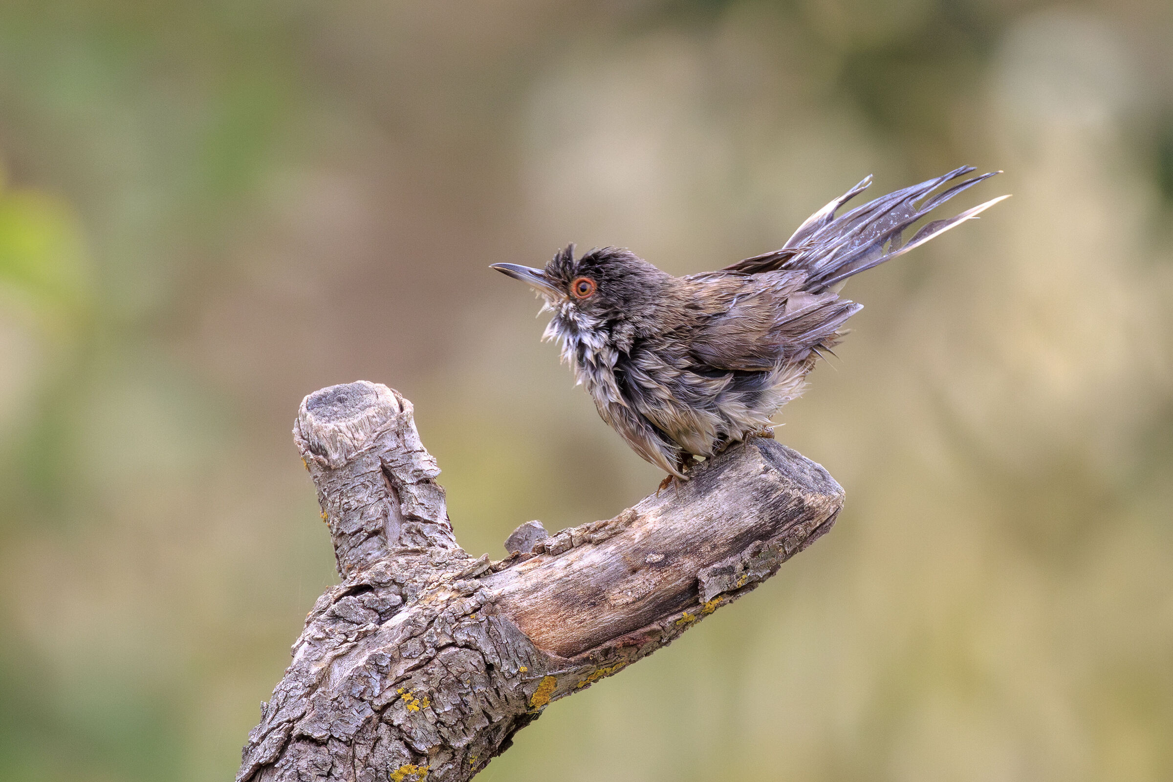 Scalloped Eye Female