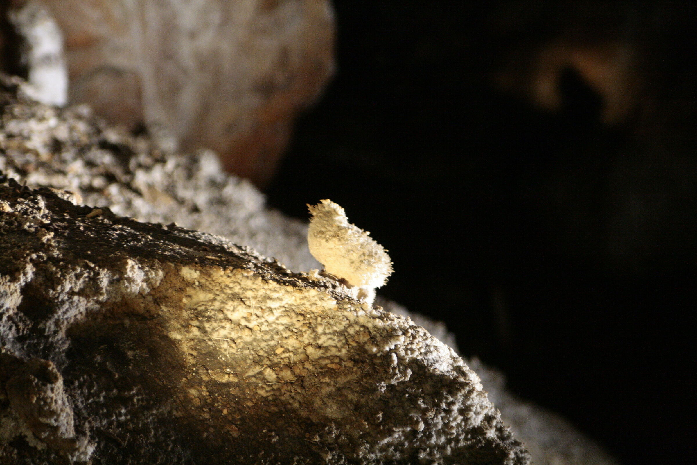 The chick