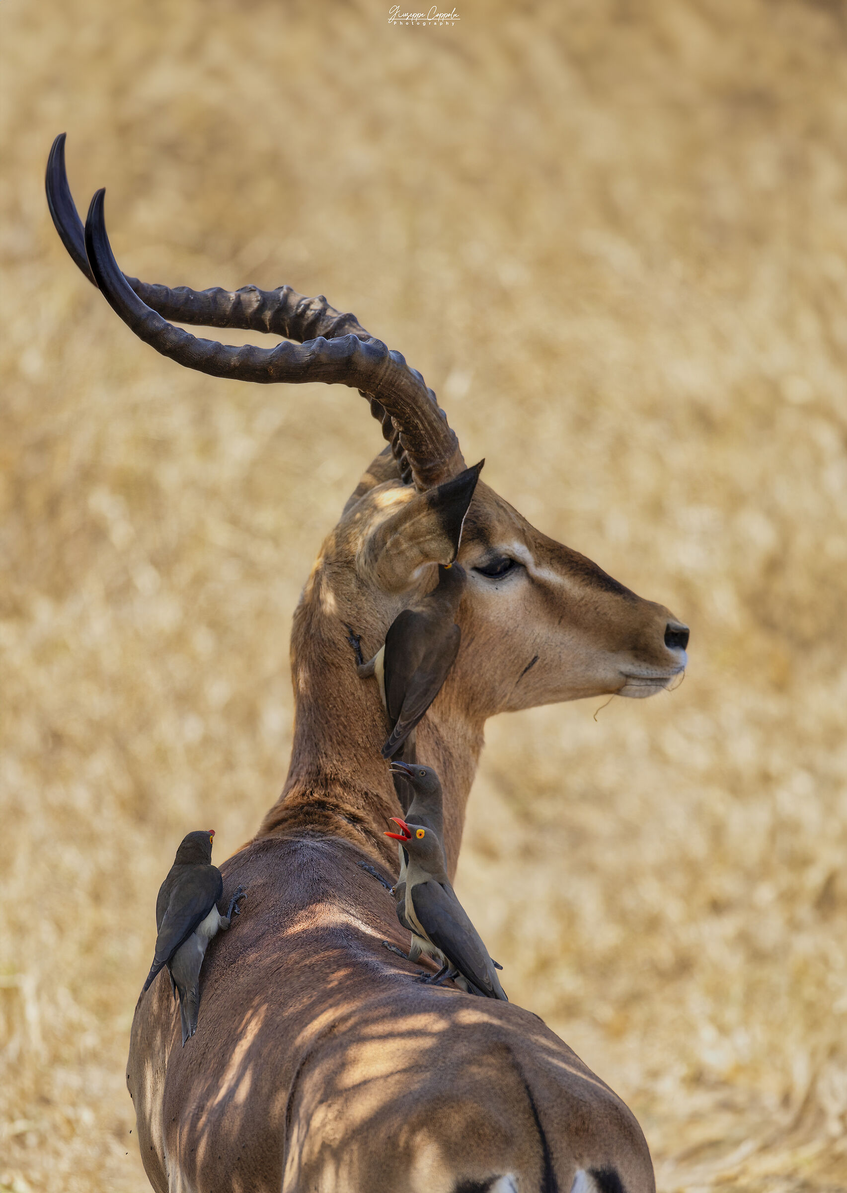 Impala in compagnia delle Bufaghe...