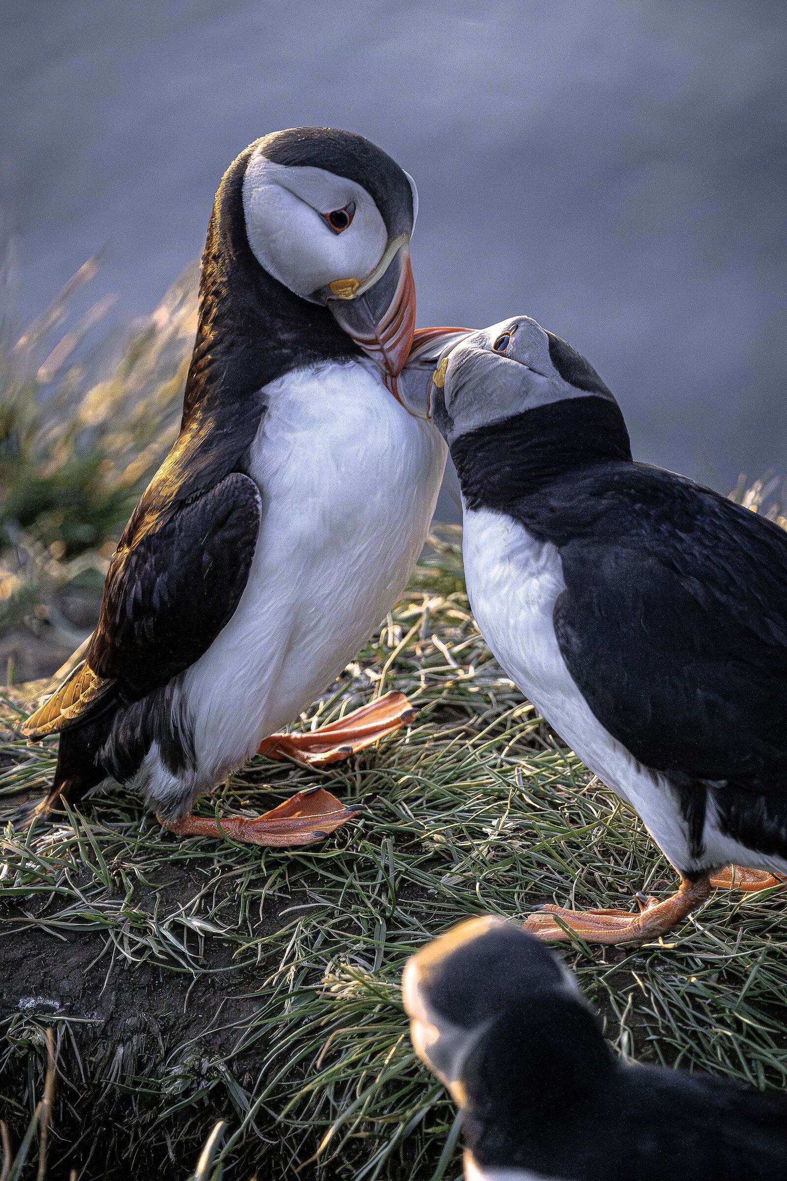 Due tenere pulcinelle di mare