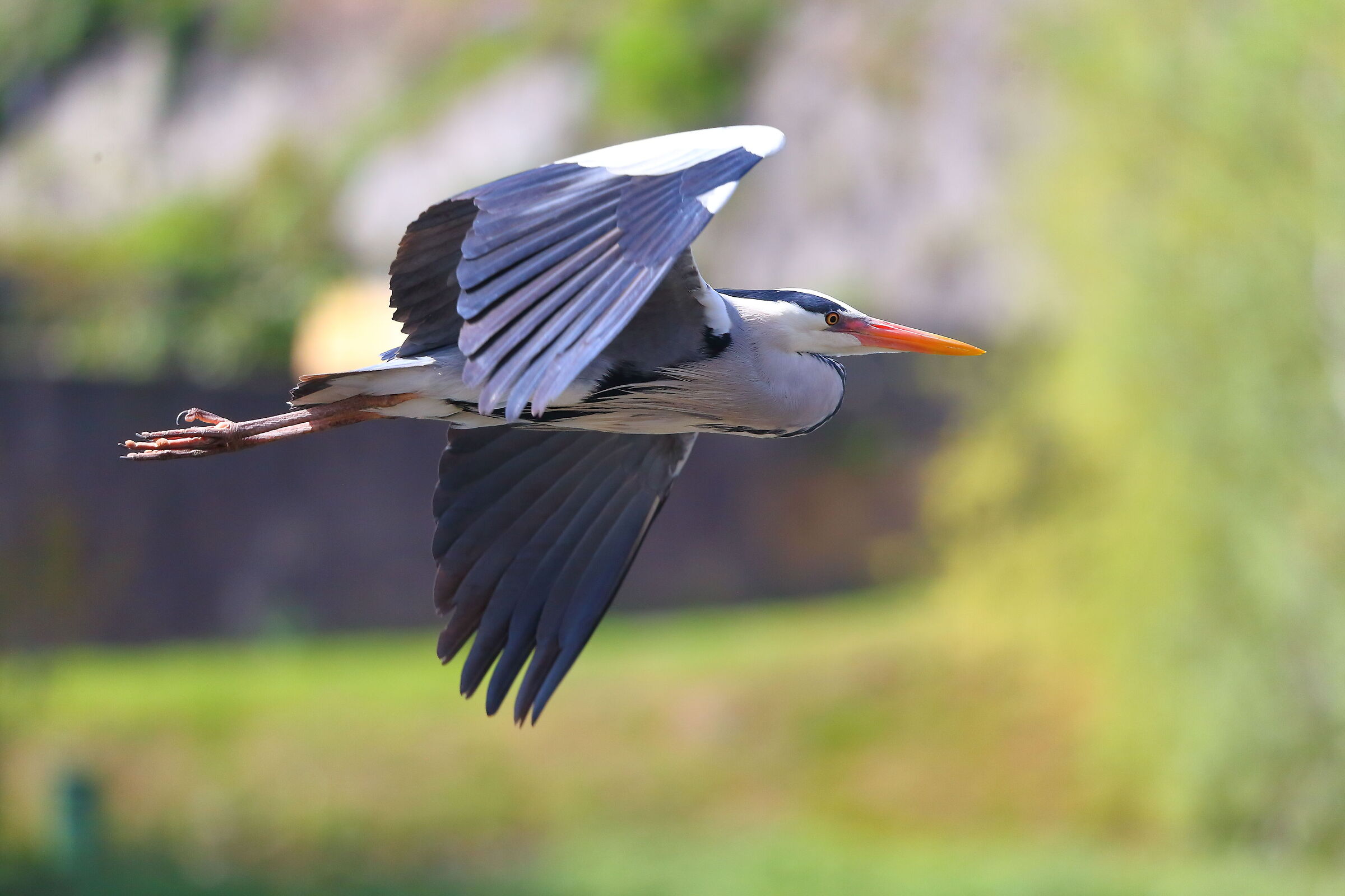 Cenerino 12 aprile 2024 - 8256