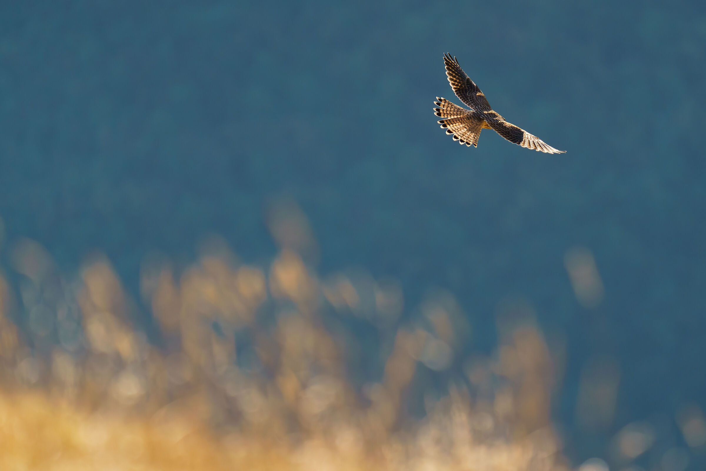 Kestrel, Monte Catria