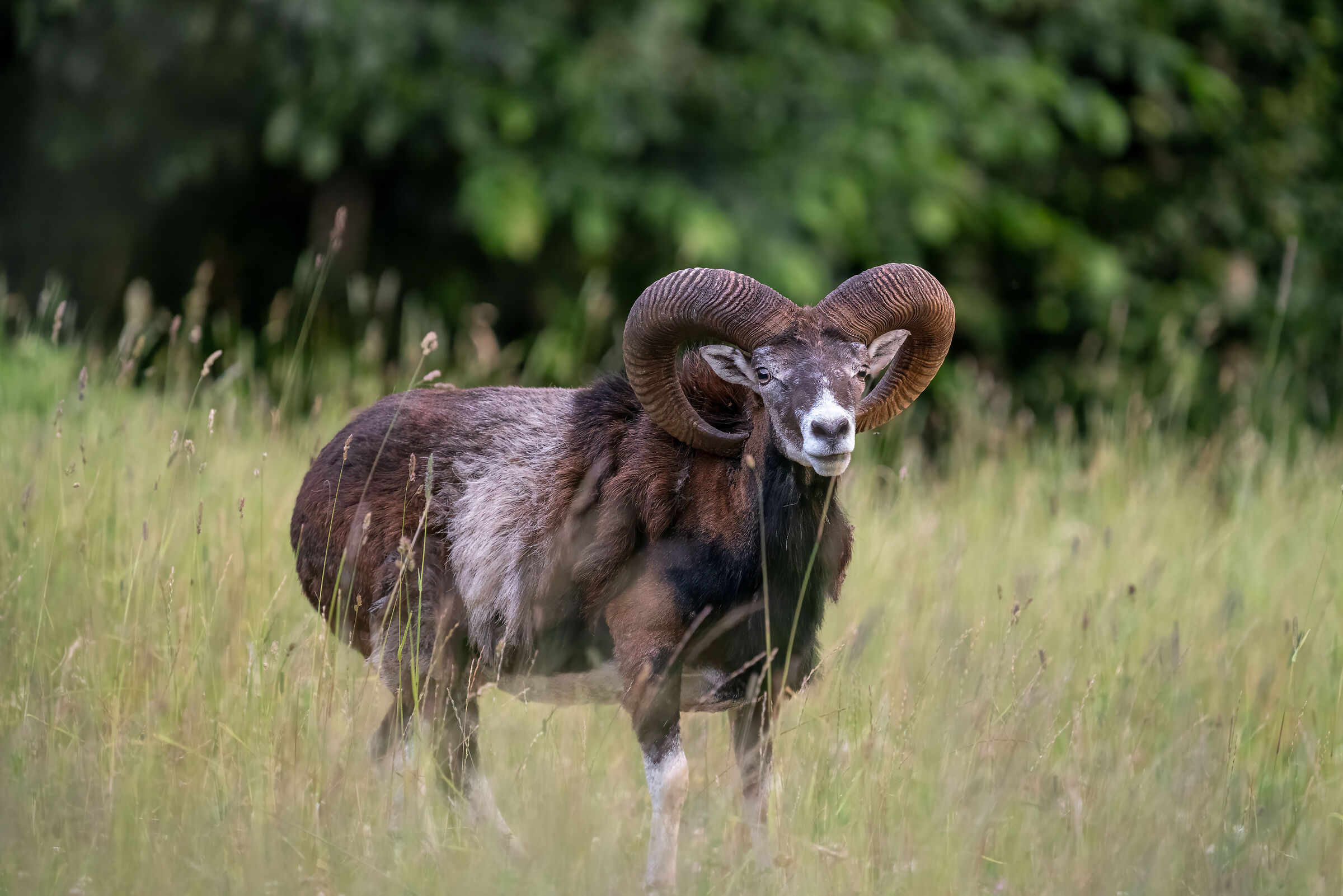 Mouflon