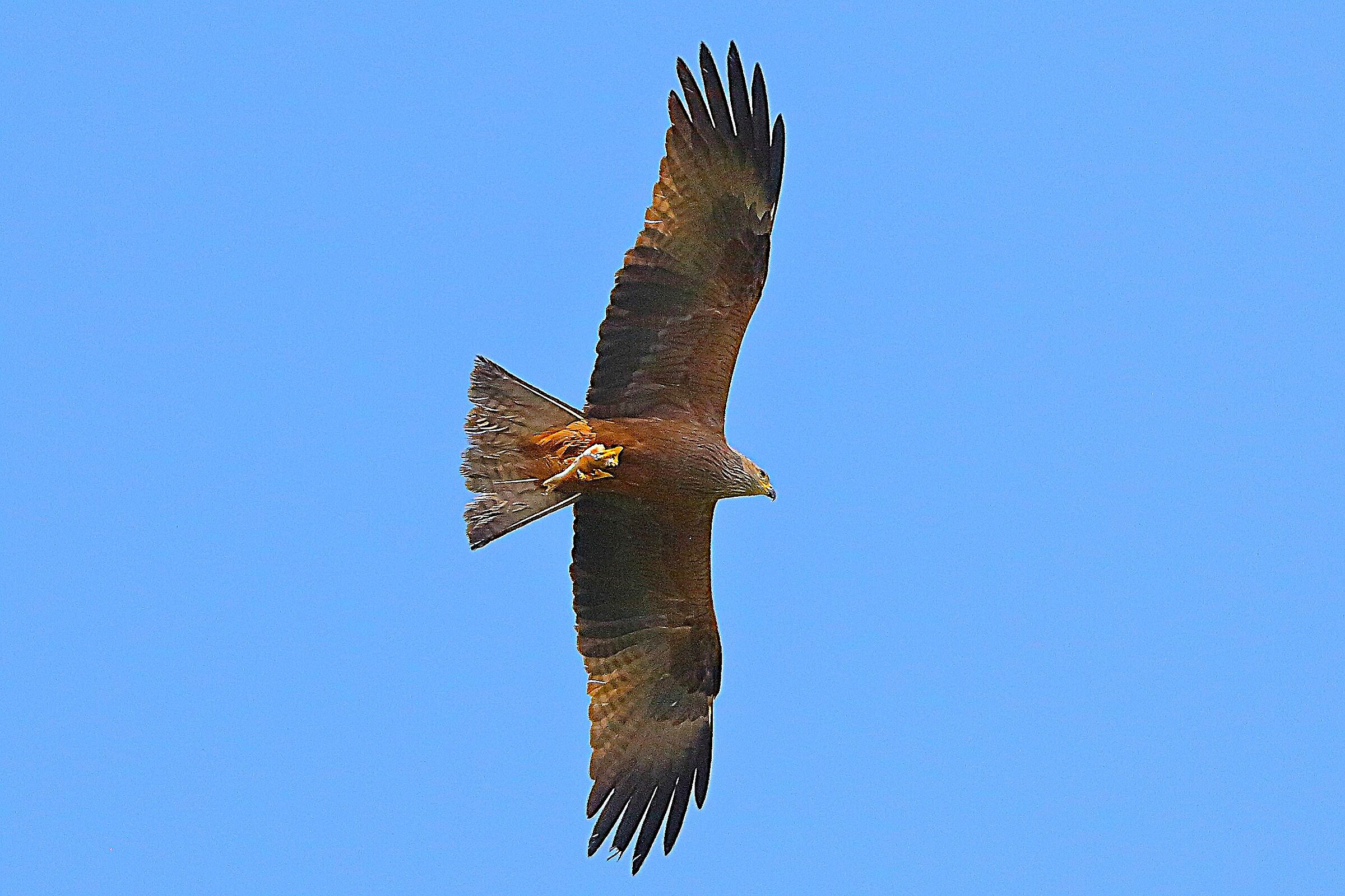 Nibbio bruno 12 aprile 2024 - 8351