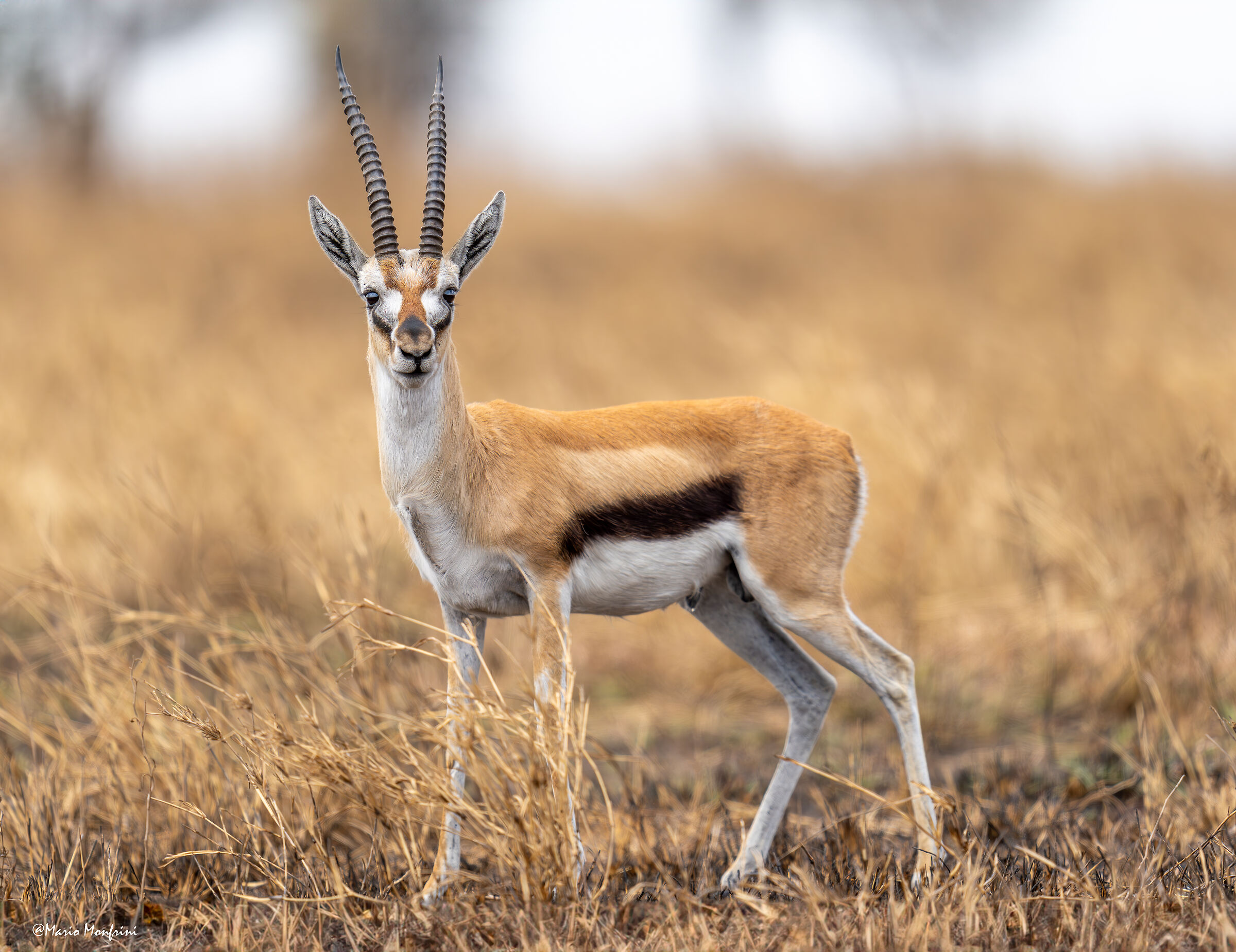 Thomson's gazelle