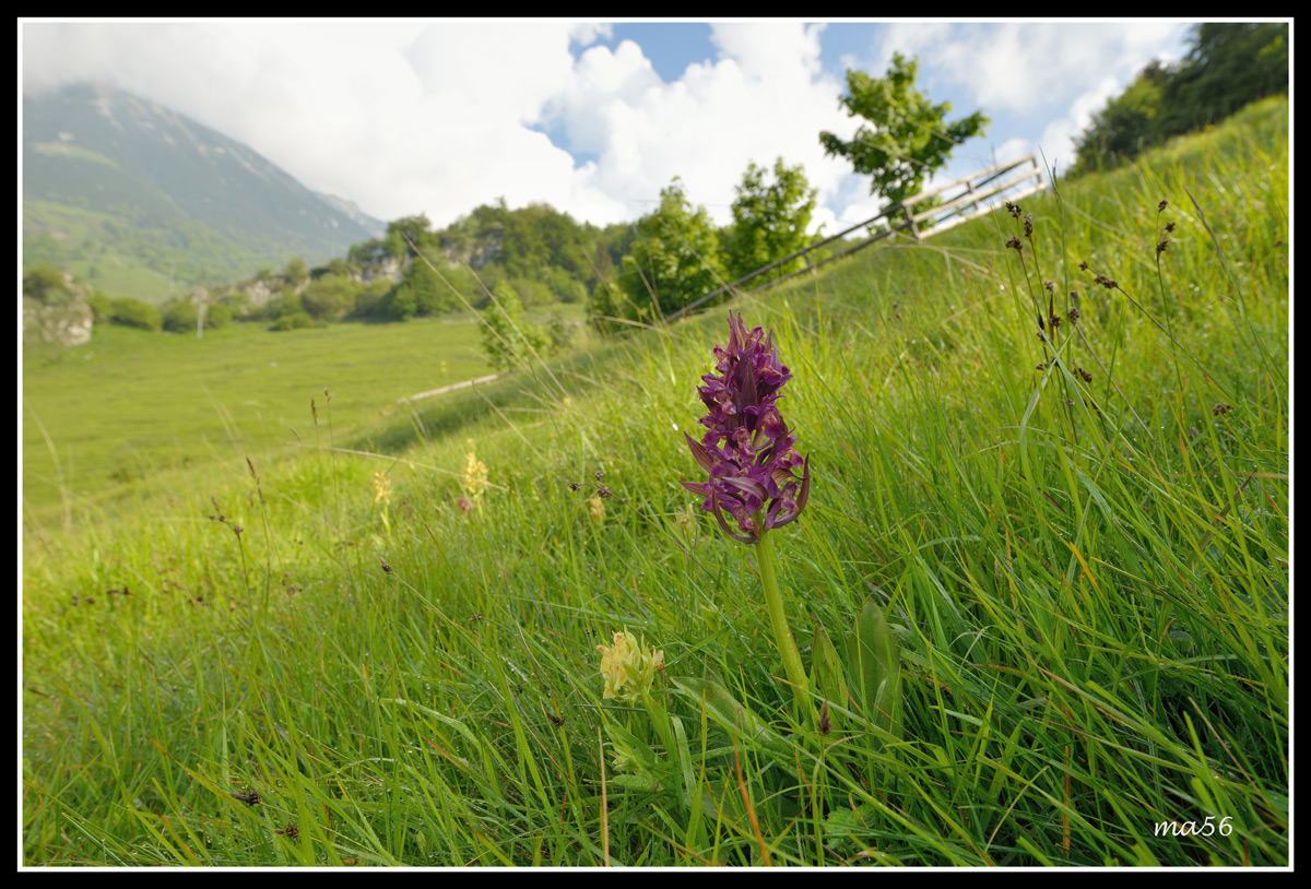 Orchids of Mount Baldo (vr)