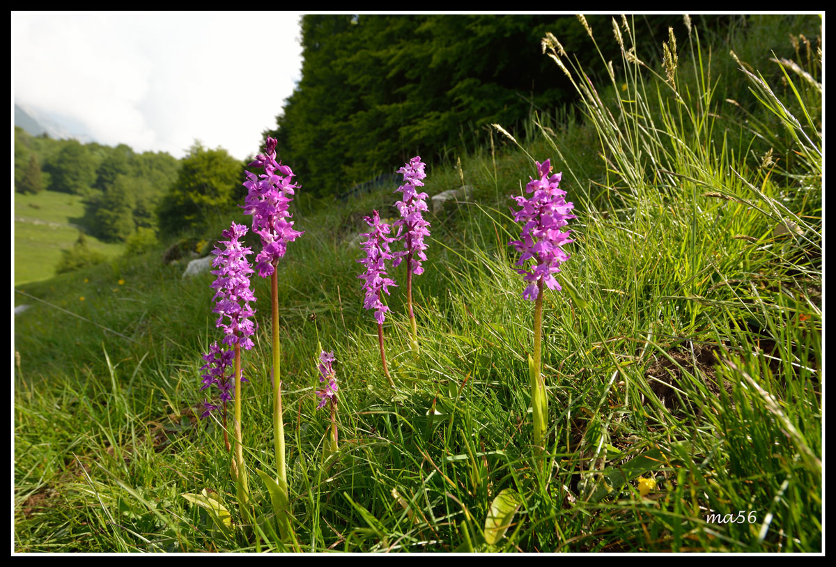 Orchids of Mount Baldo (vr)
