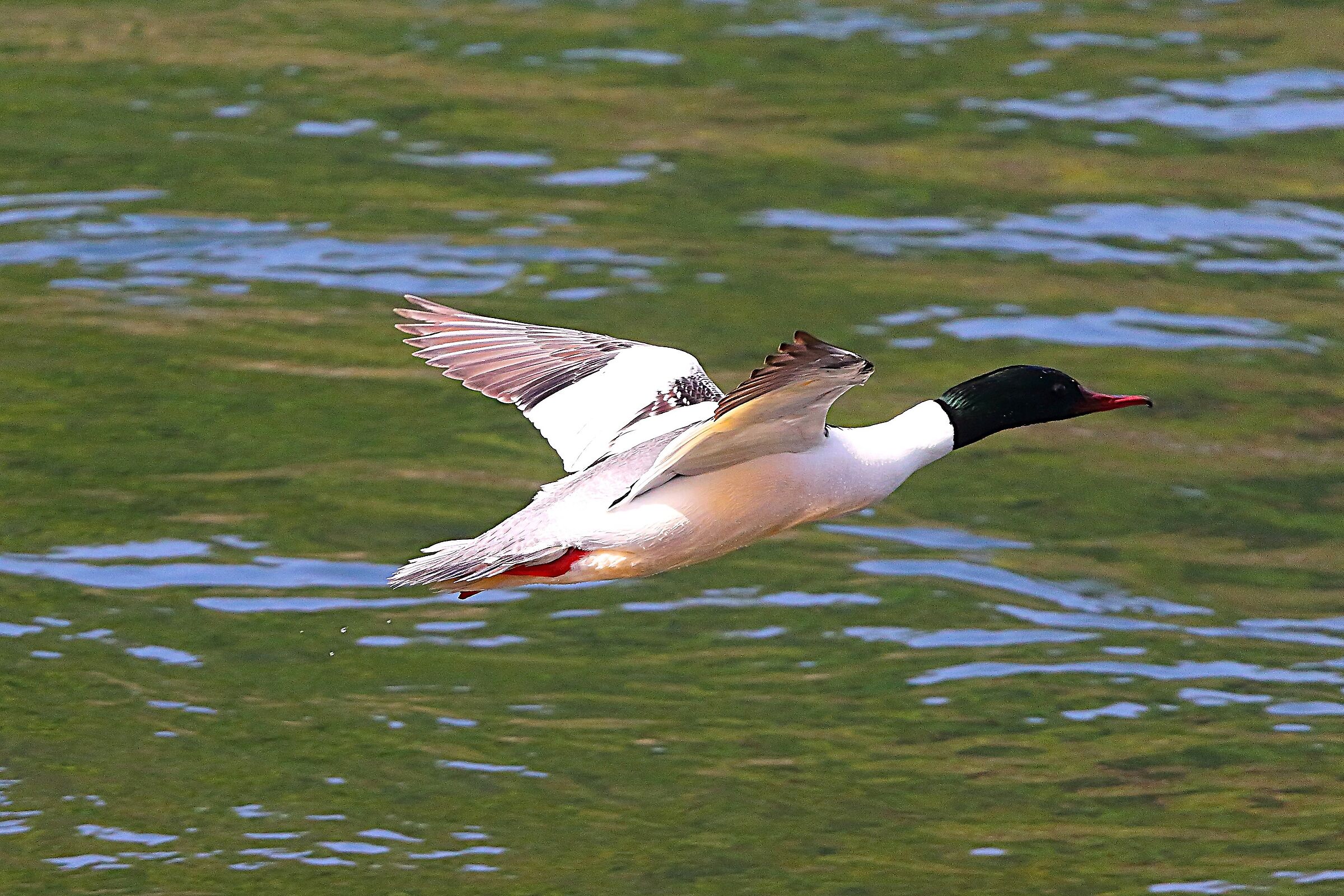 Smergo M 12 aprile 2024 - 8280