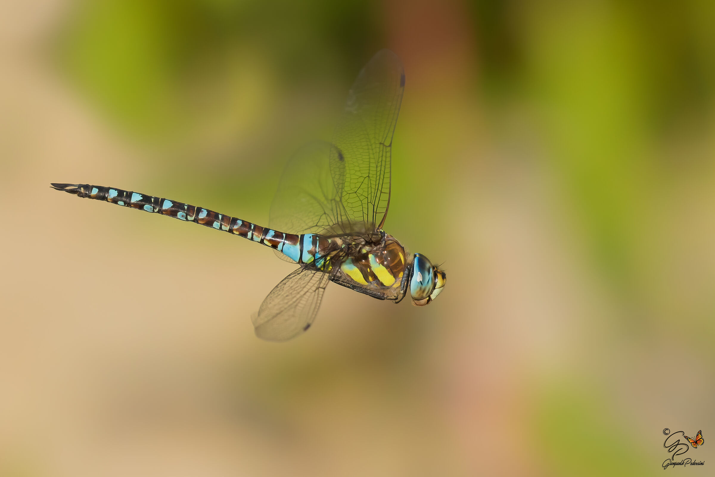 Aeshna mixta (maschio)