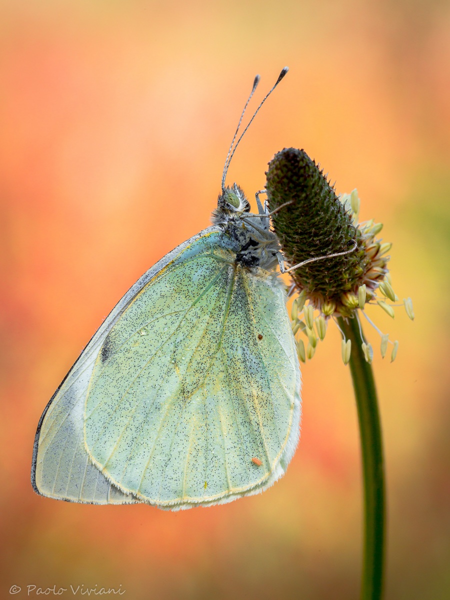 White Butterfly ... I think greater