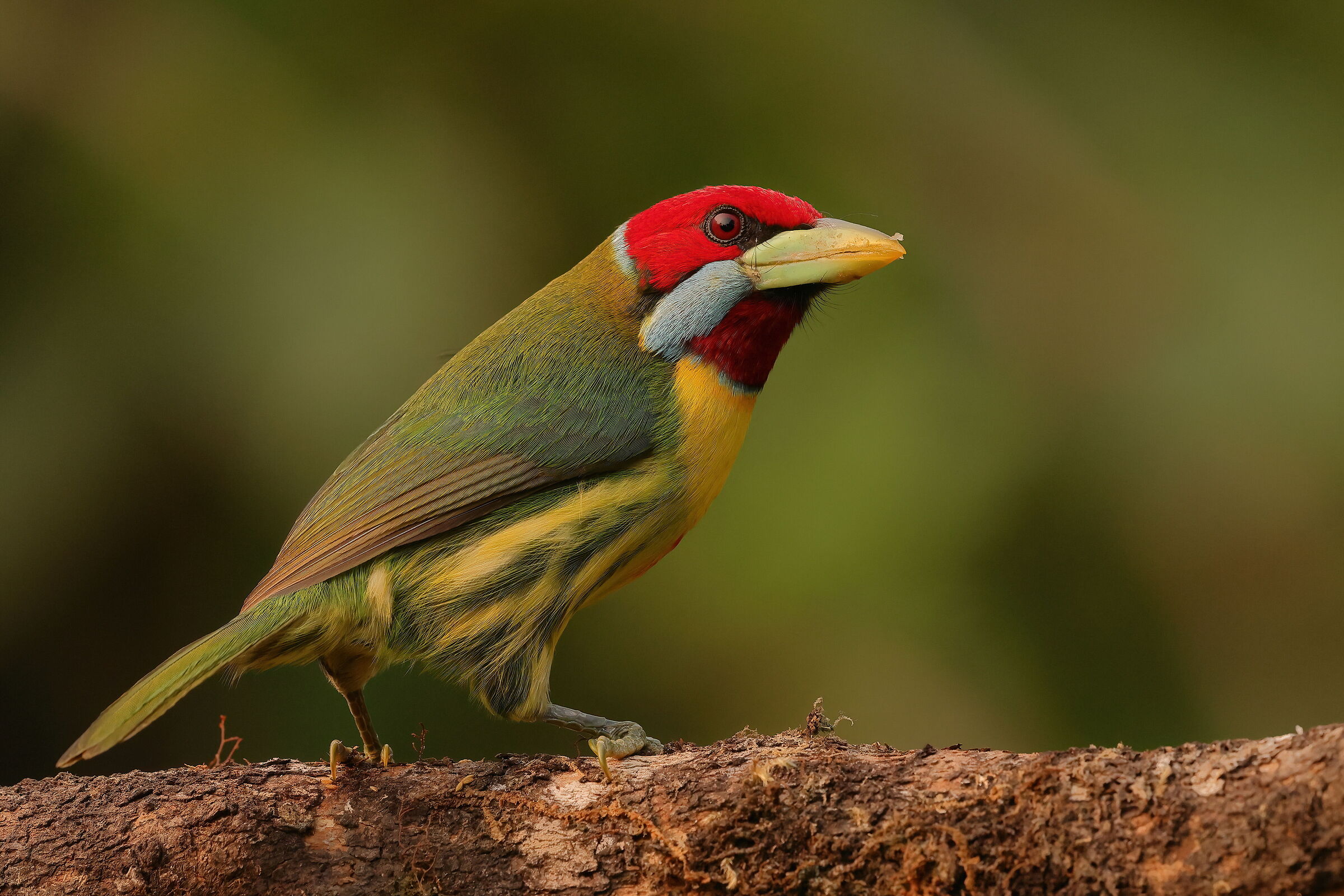 Barbetto versicolore