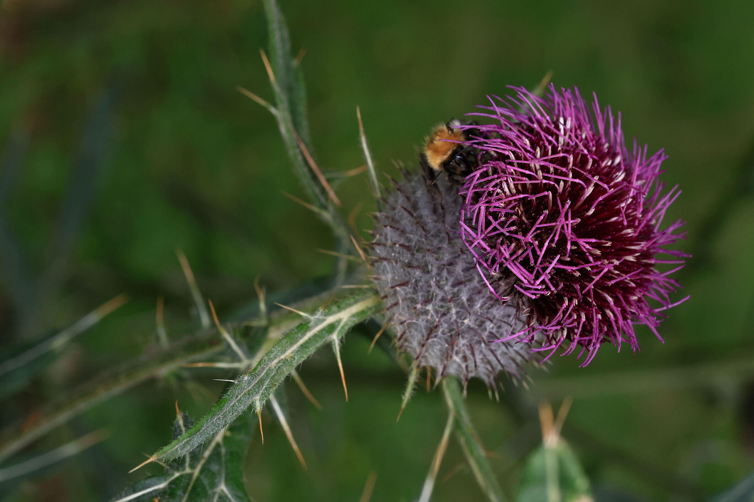 Common thistle
