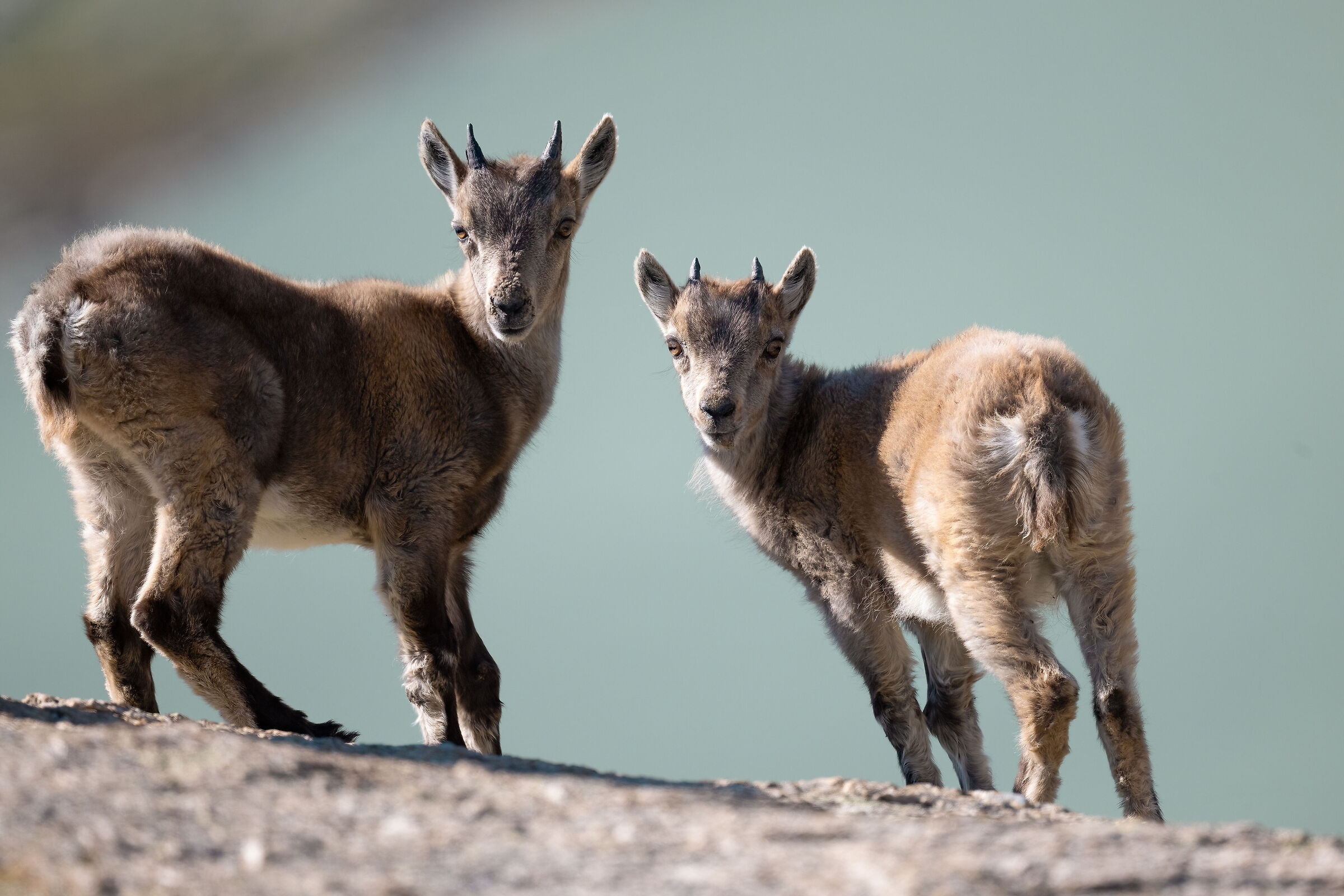 Stambecco - Parco Nazionale del Gran Paradiso