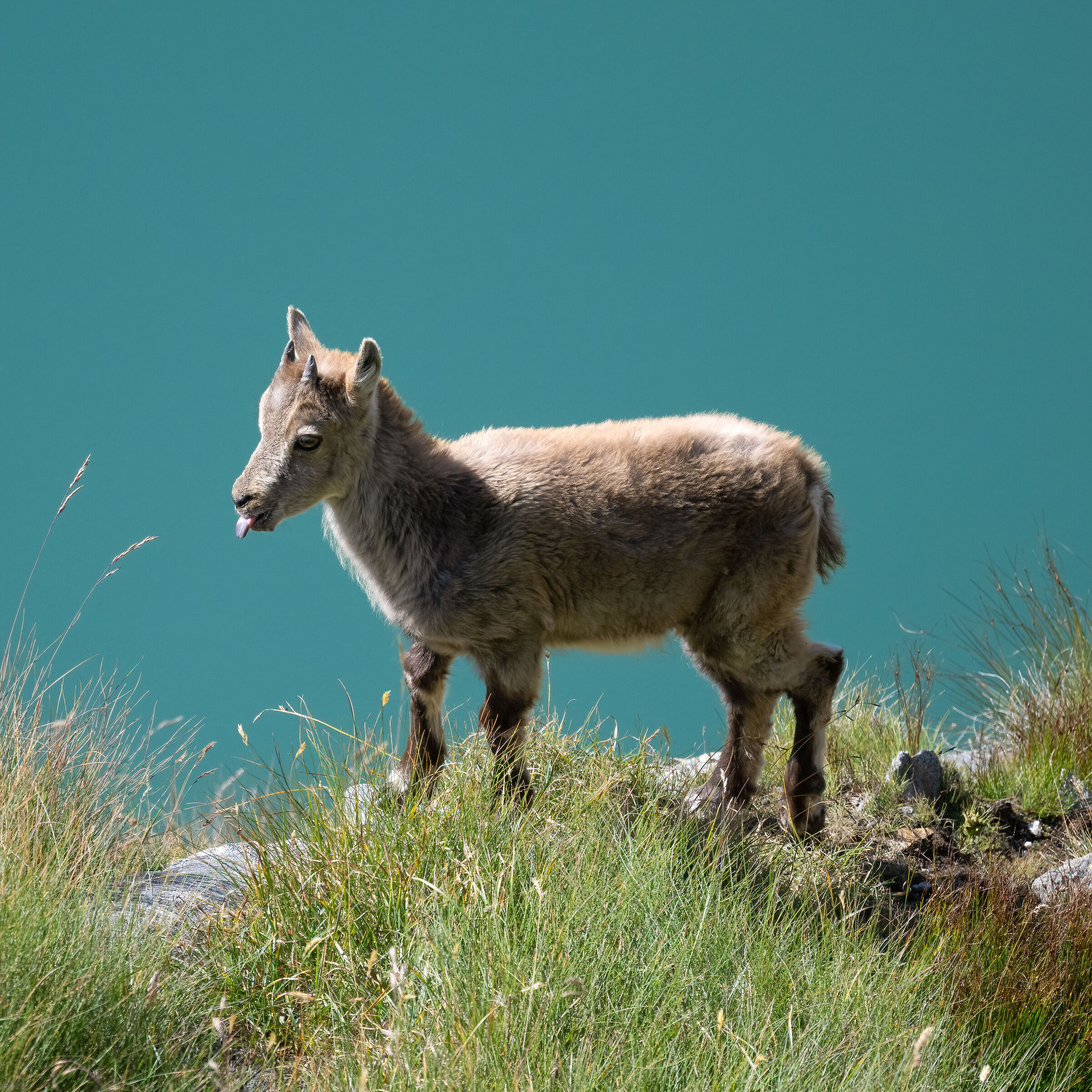 Stambecco - Parco Nazionale del Gran Paradiso