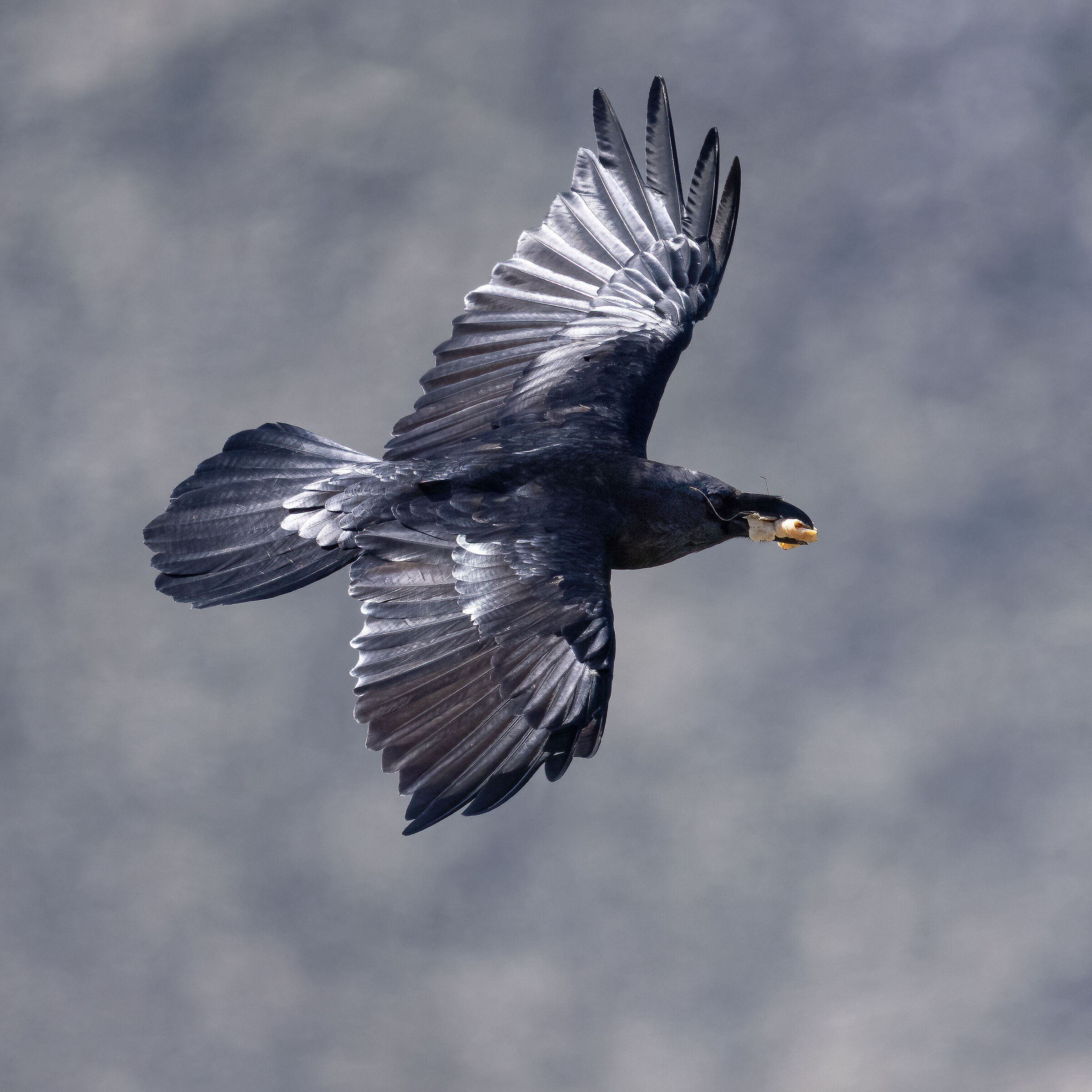 Corvo Imperiale