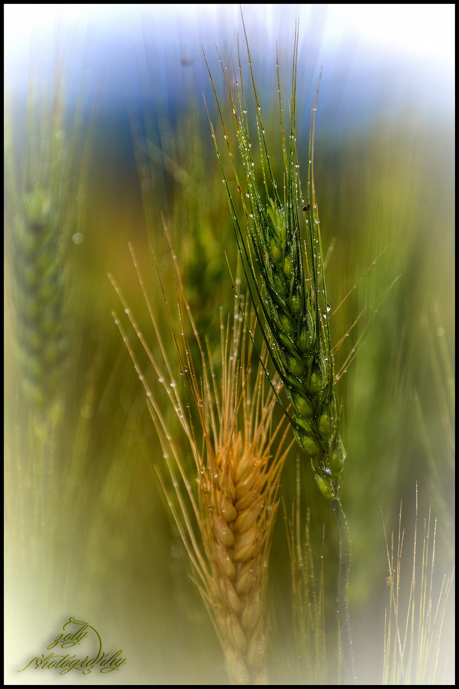una pronta, una no...