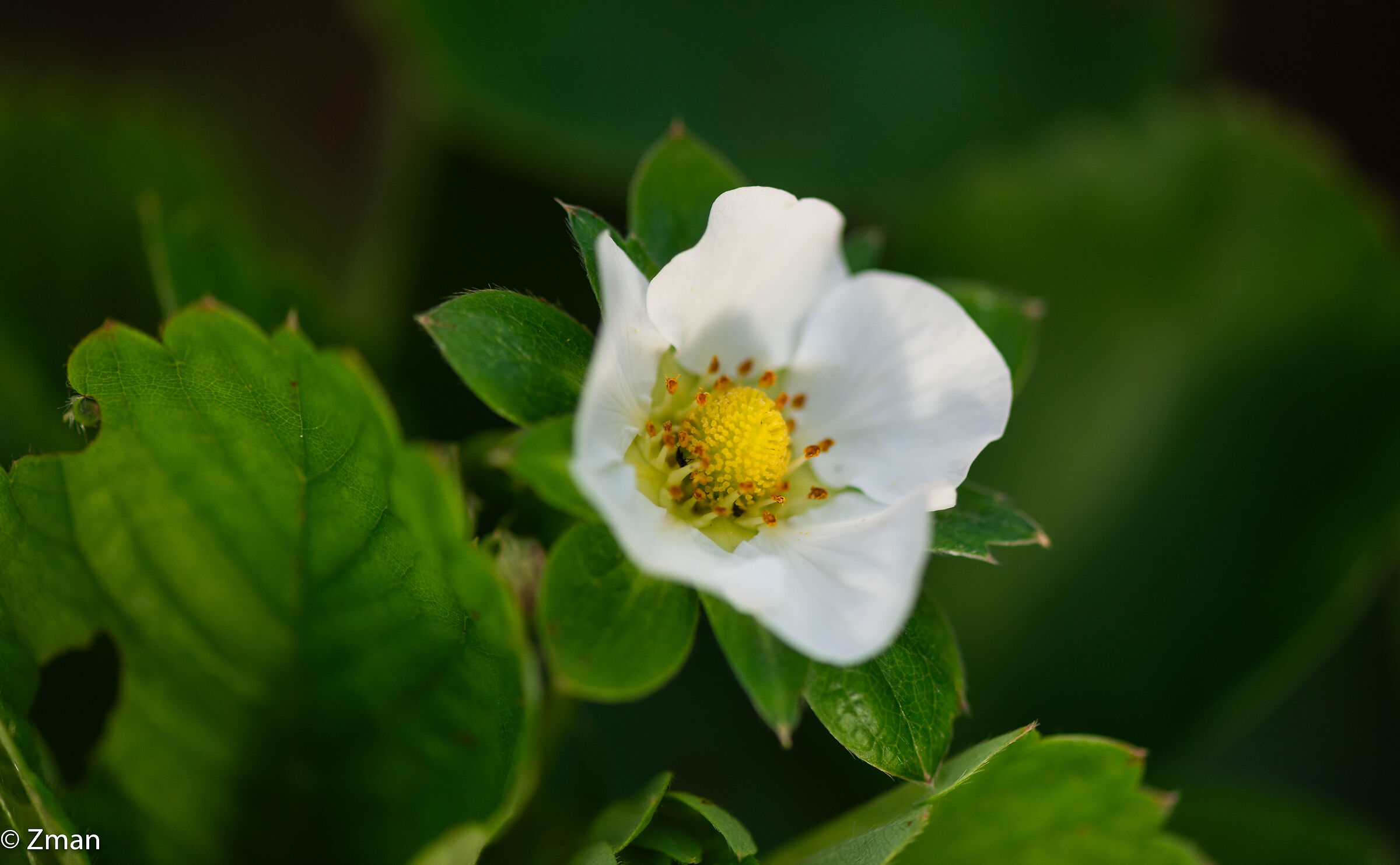 Fioritura di fragole