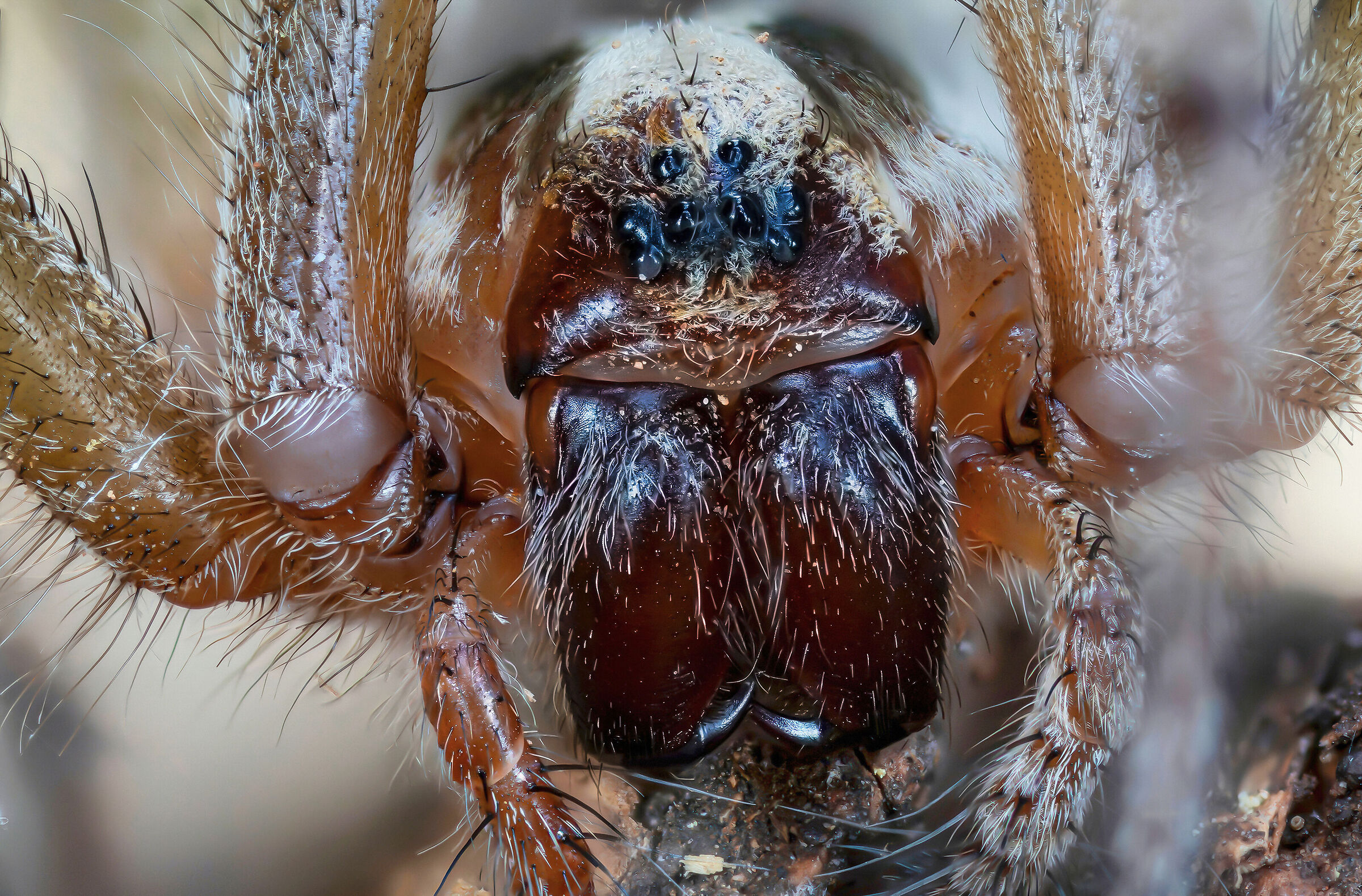 Agelena labyrinthica