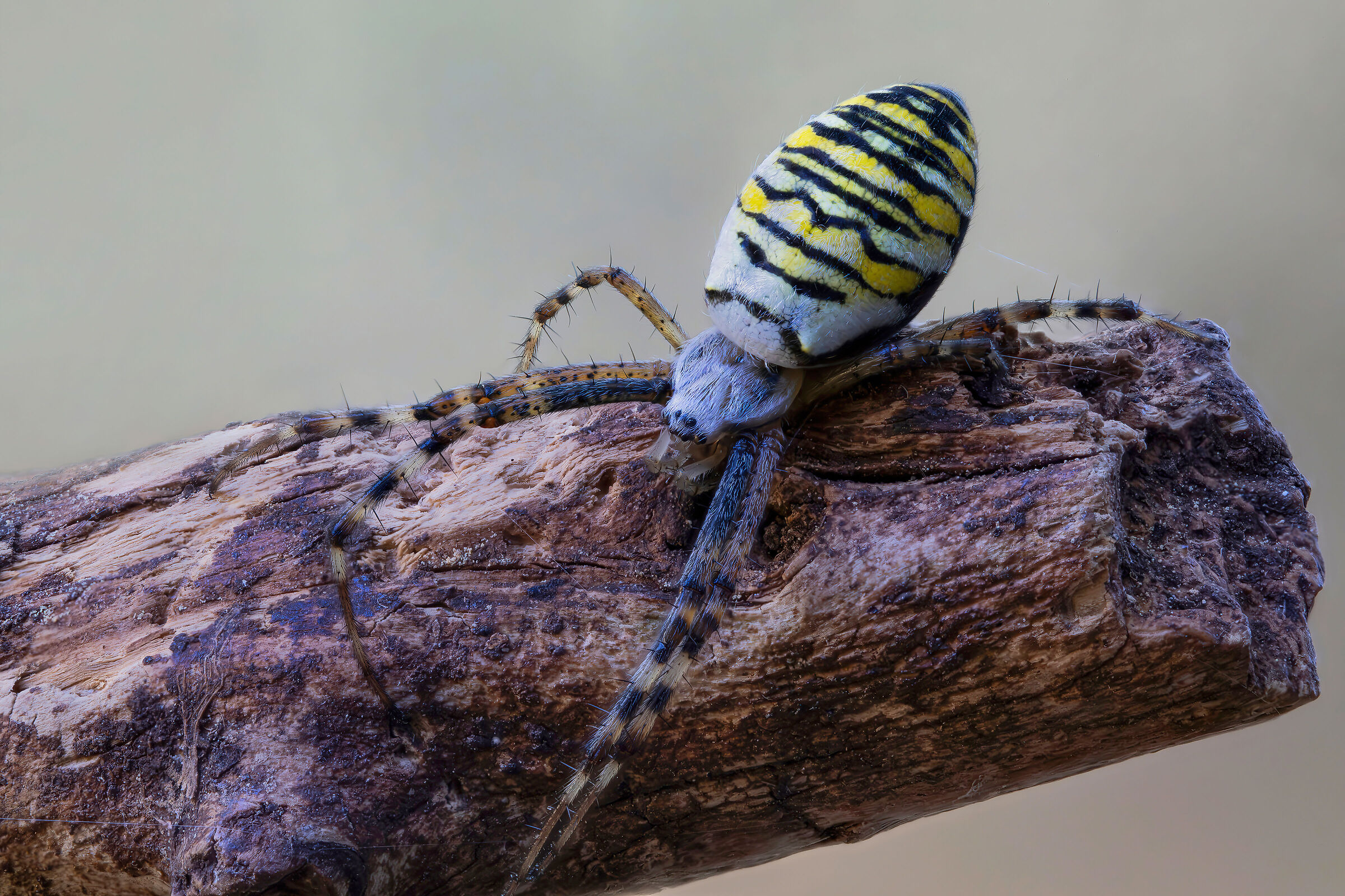 Argiope bruennichi