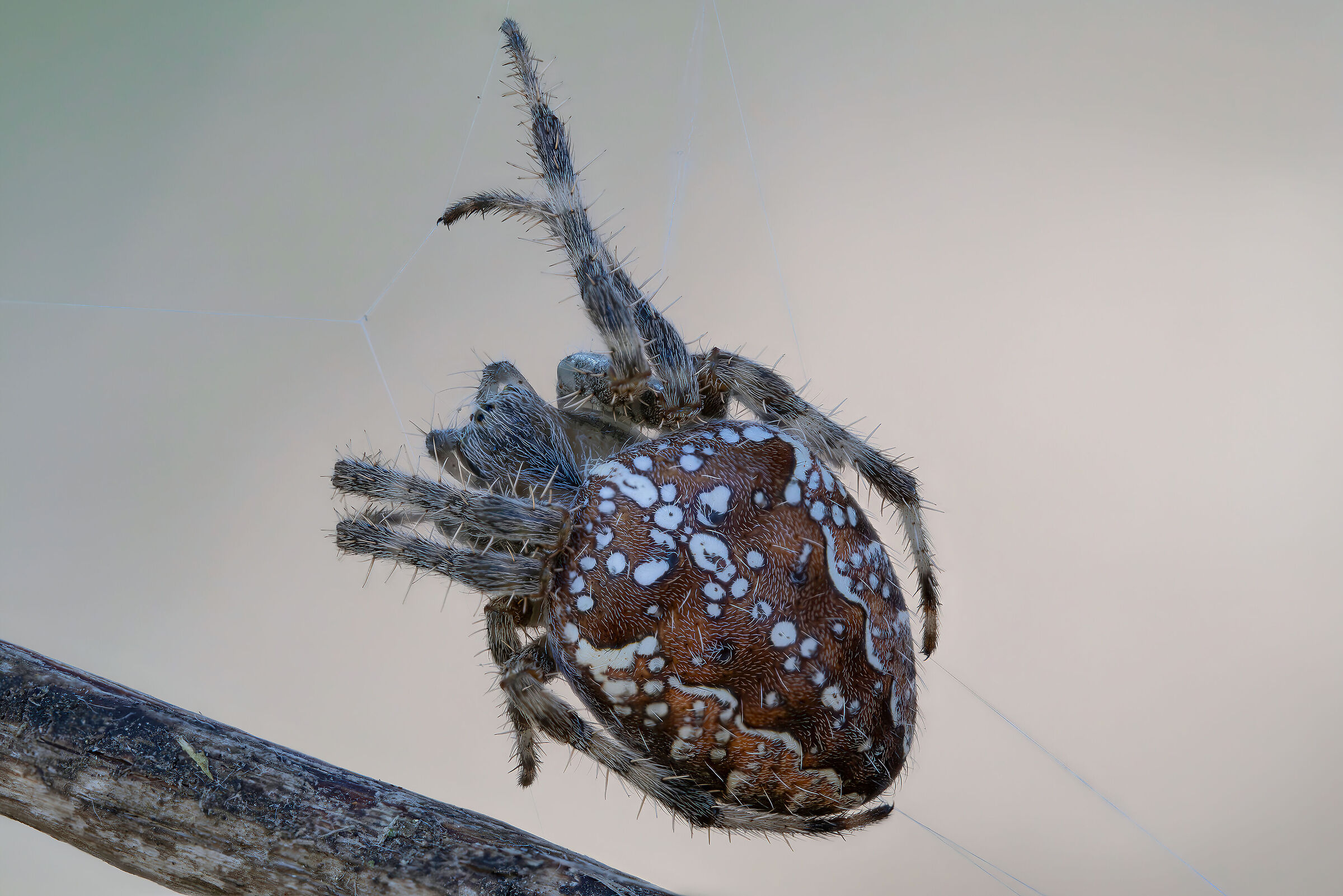 Araneus diadematus