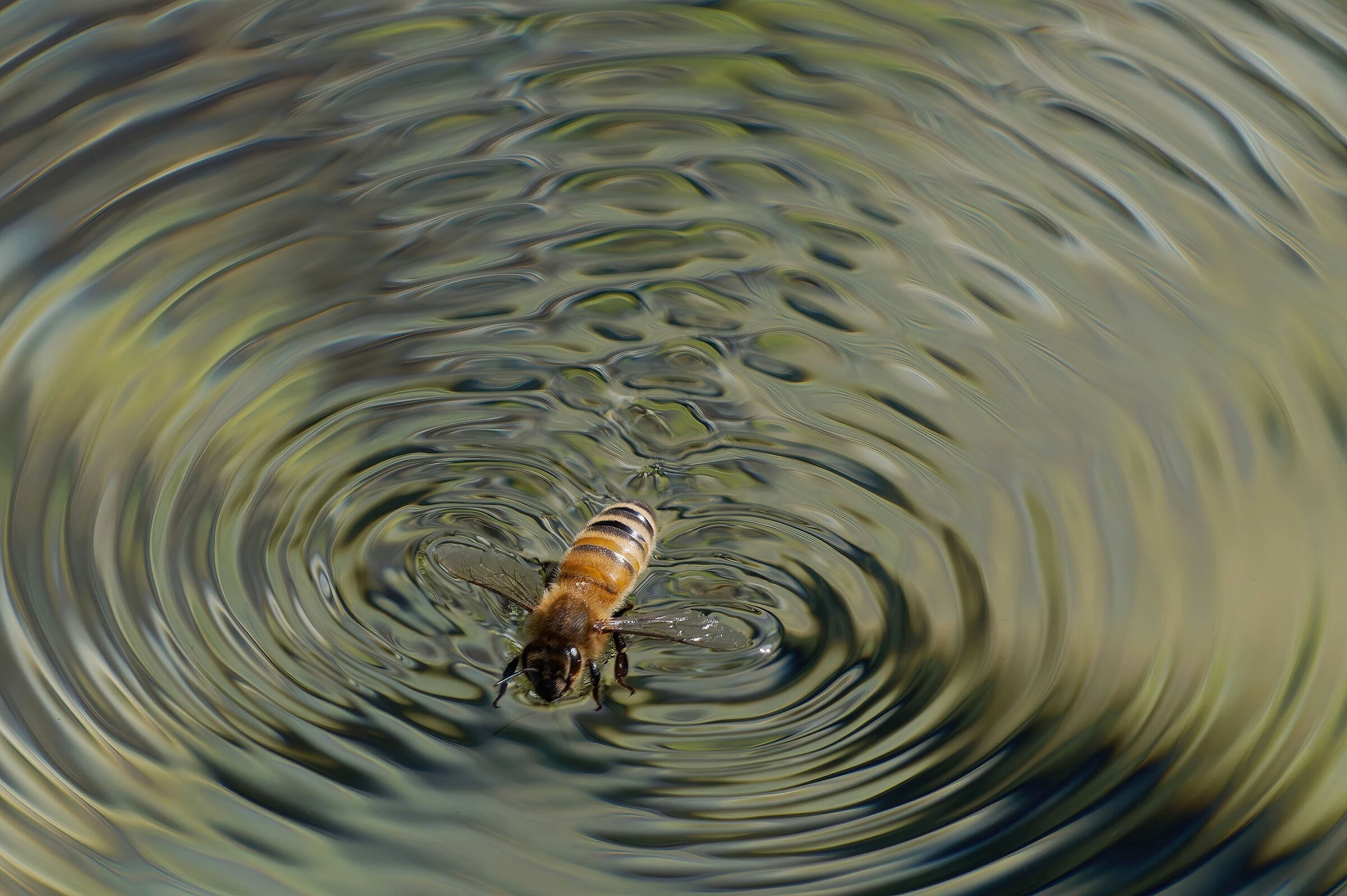 The swimming bee