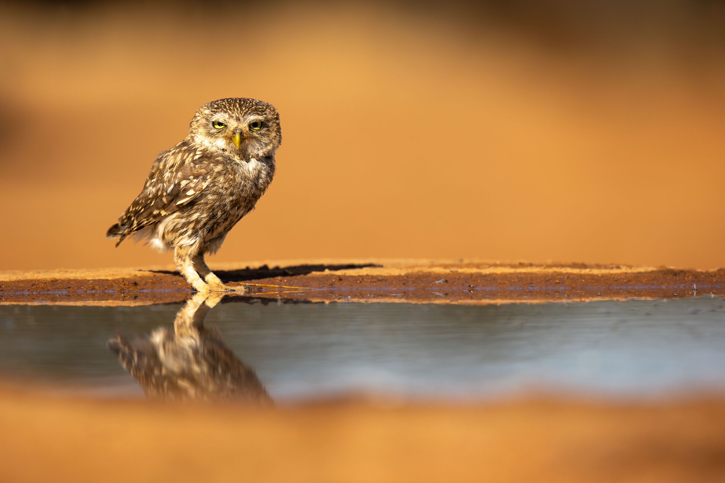 Little owl...