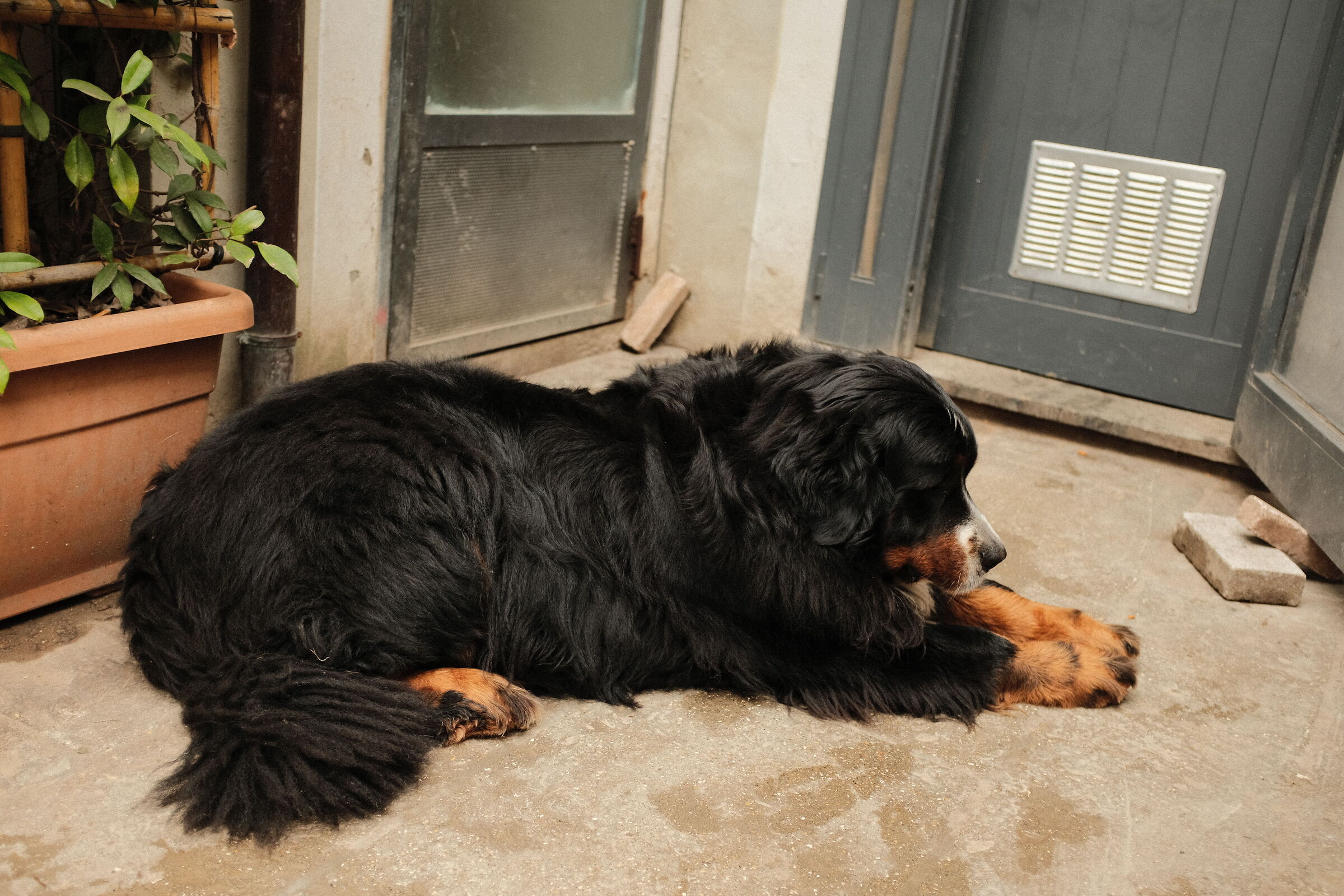 Bruno