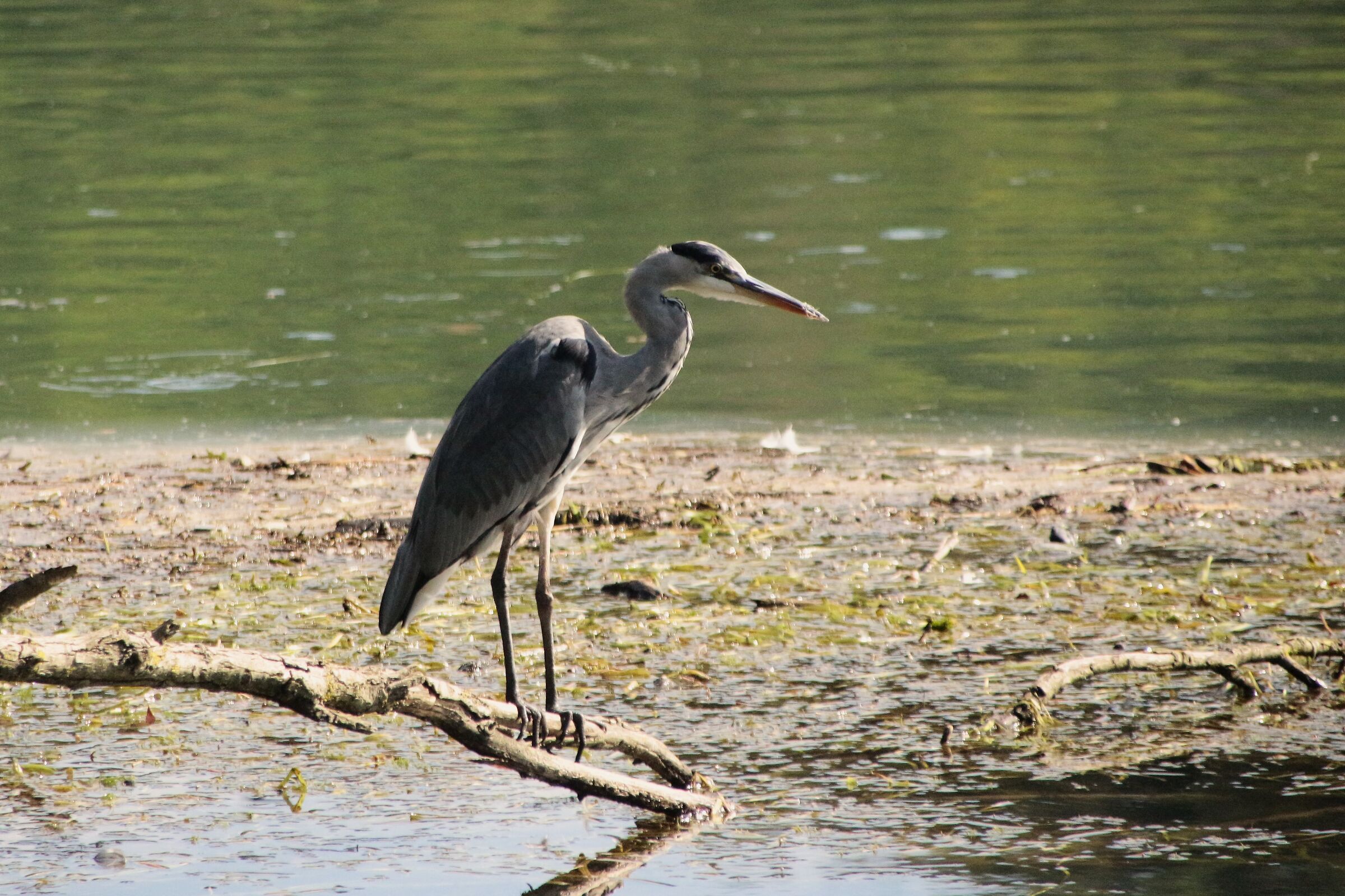 Grey heron waiting for prey