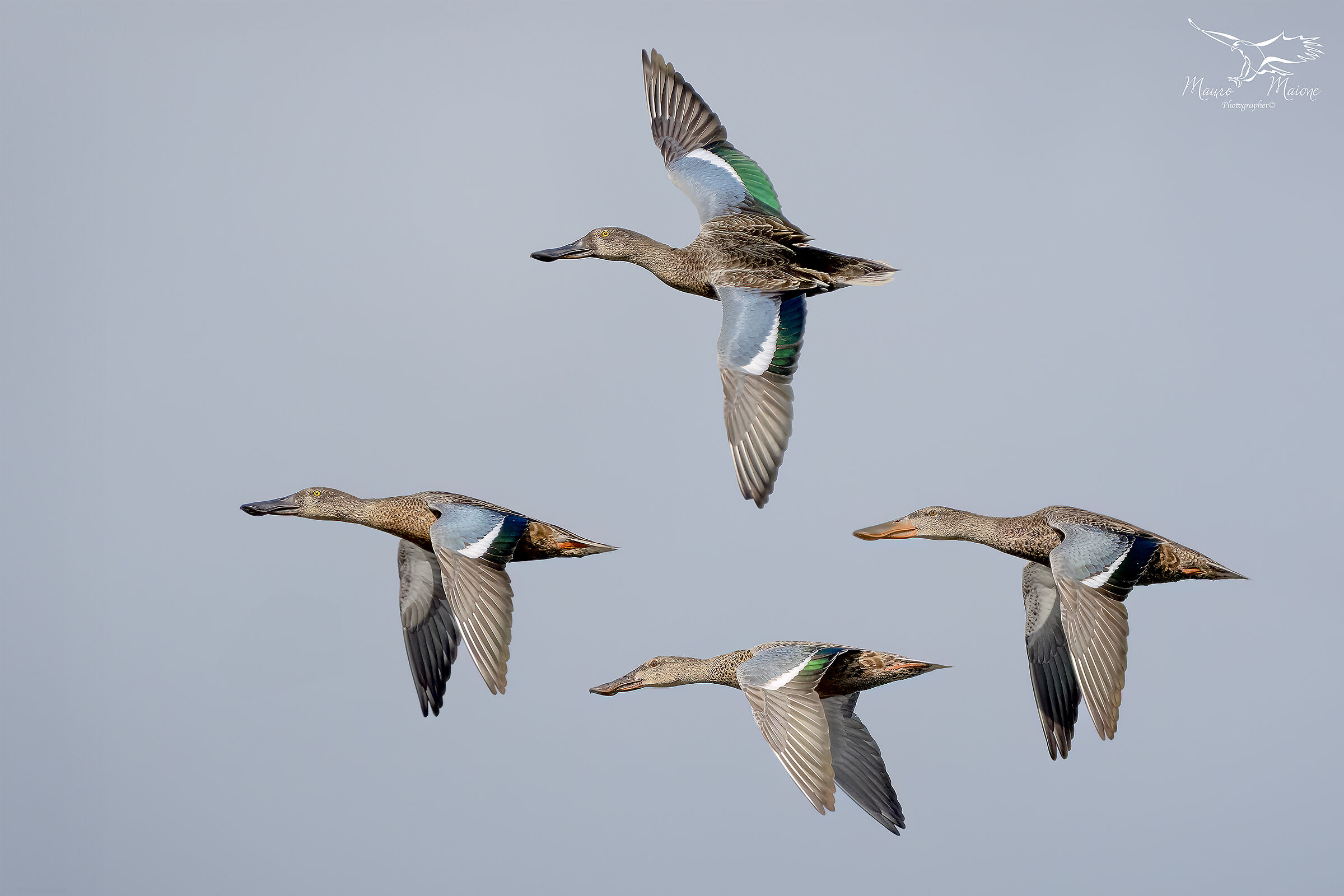 Shovelers