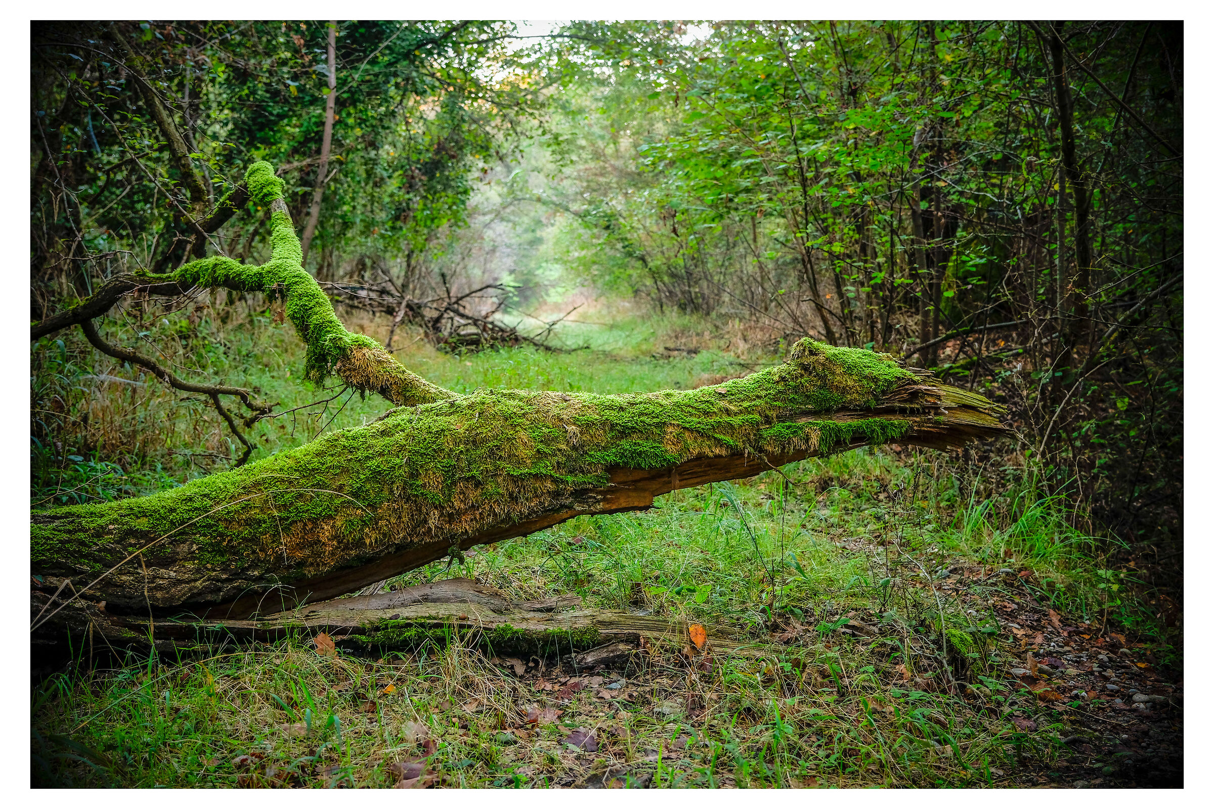 nature