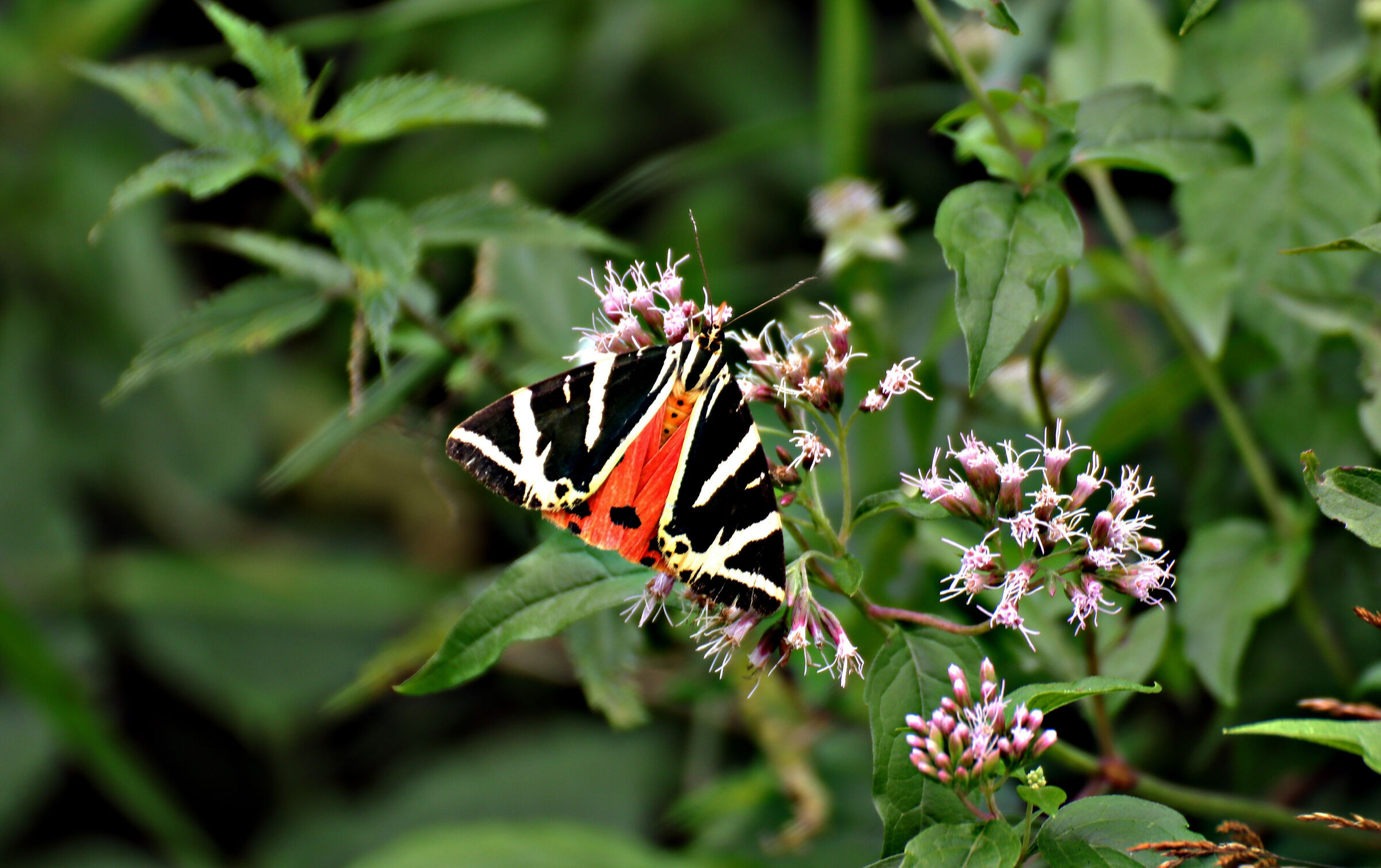 Euplagia