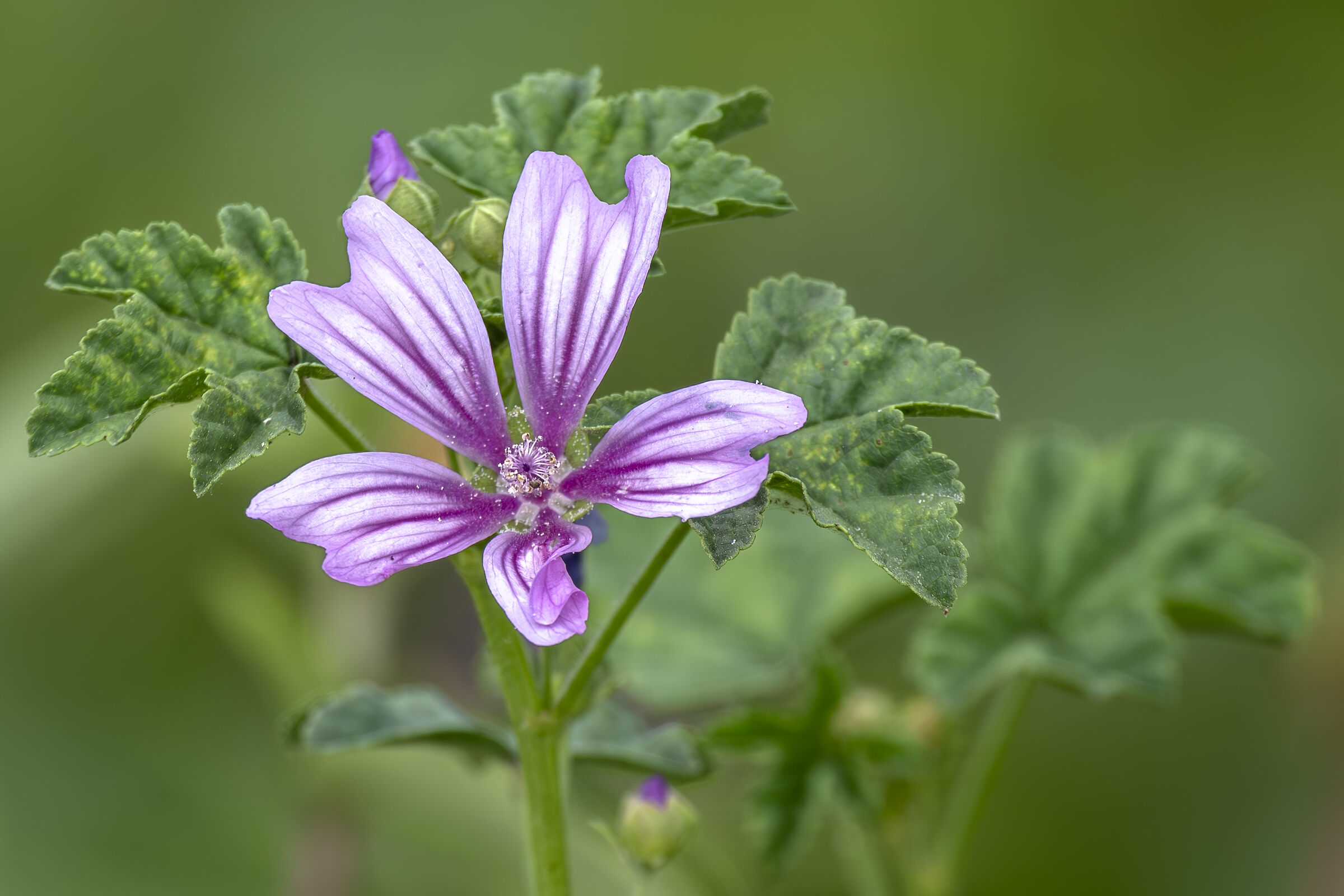 Malva selvatica