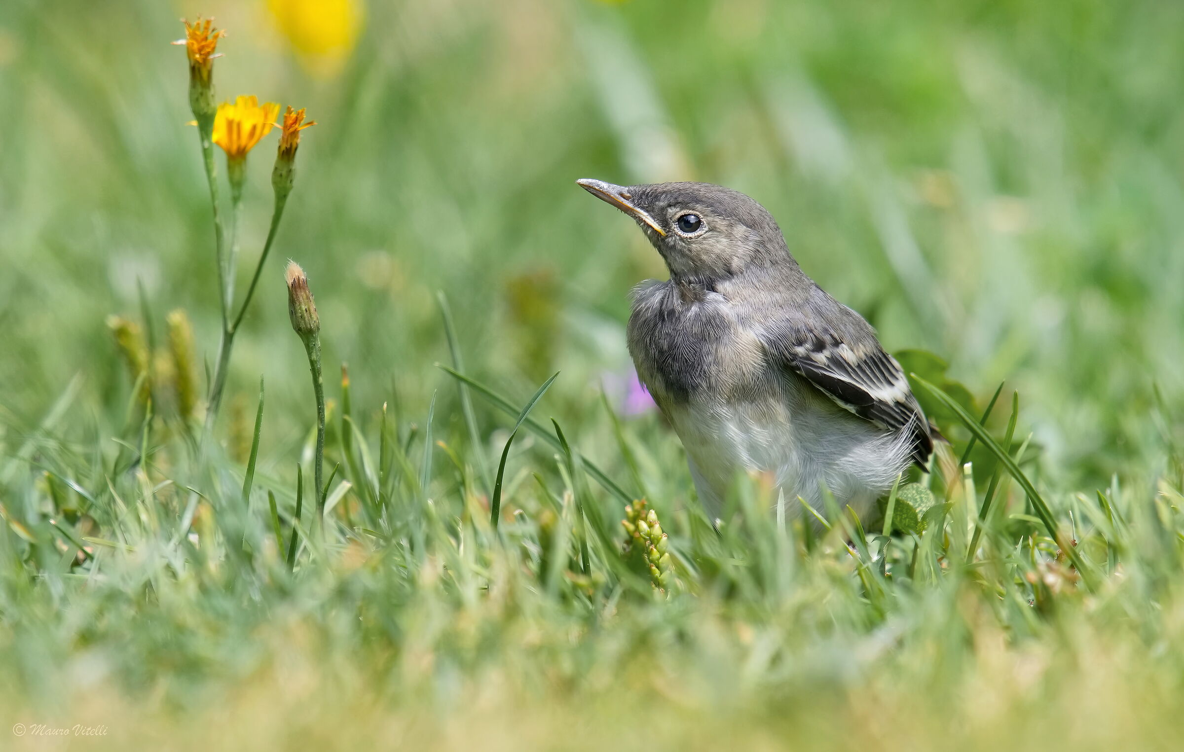 Young White Wagtail (Motacilla alba)