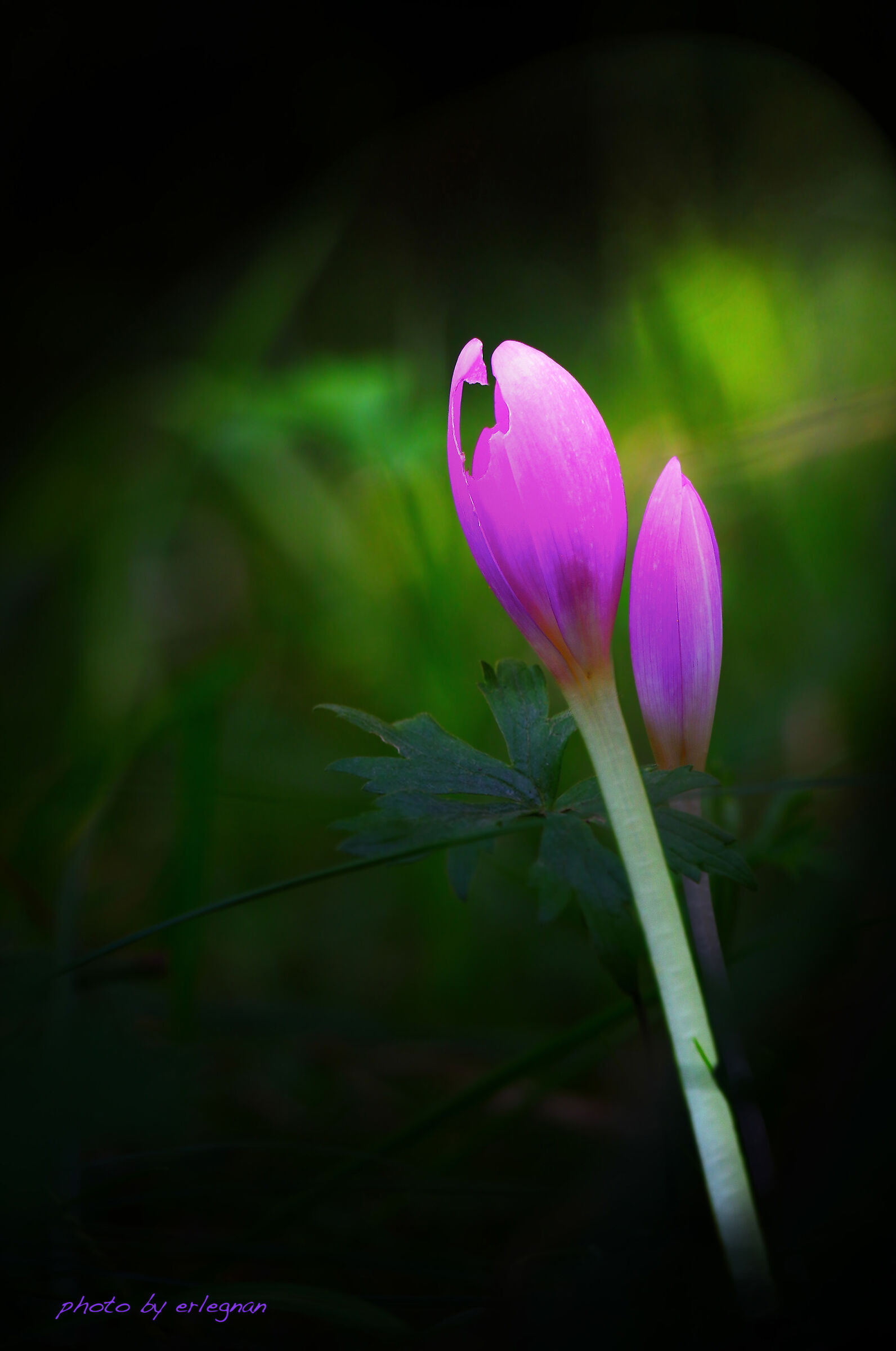 Flames in the darkness of the undergrowth