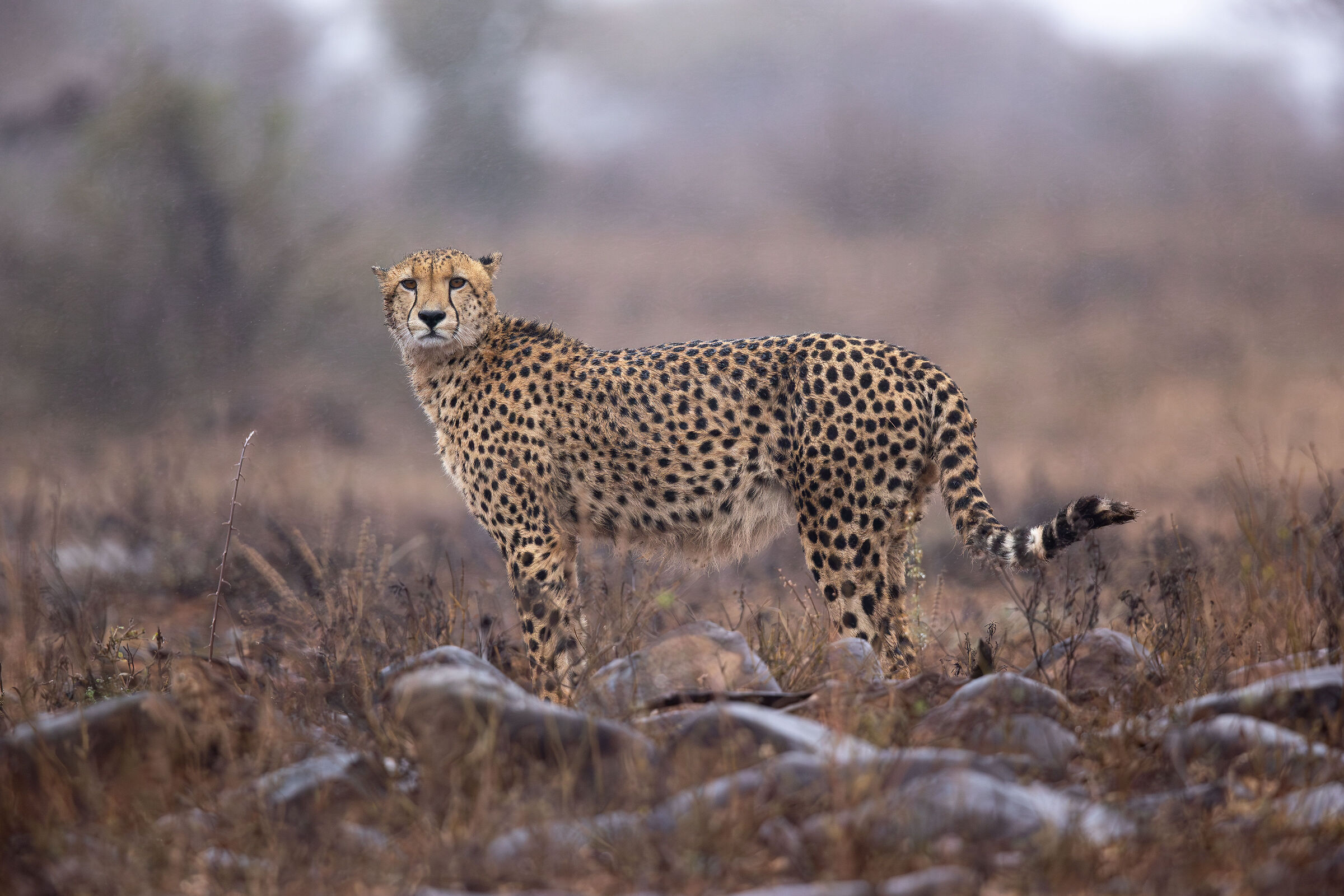 It's raining again...