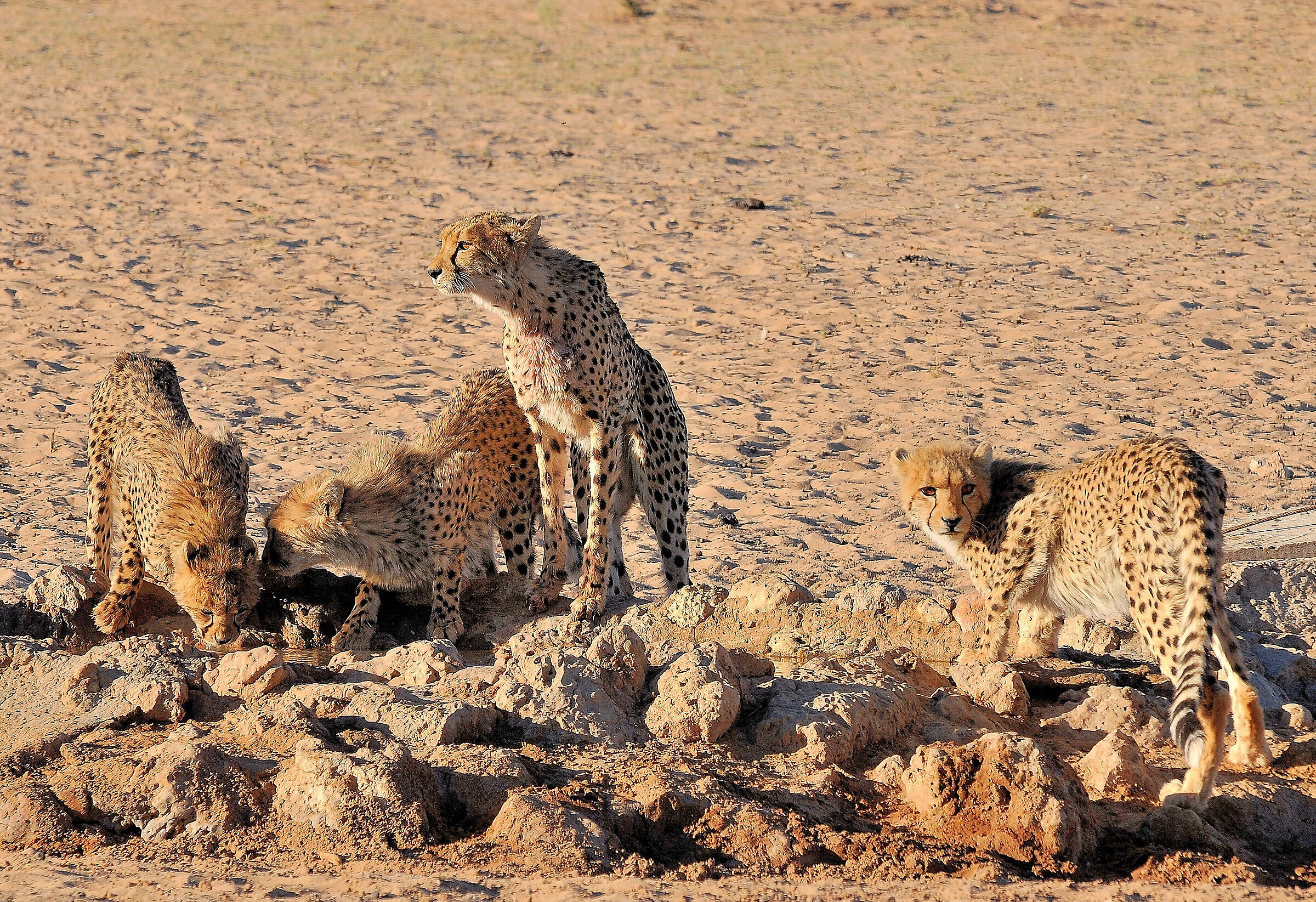 The whole family quenches its thirst