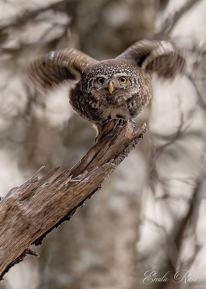 Dwarf Owl