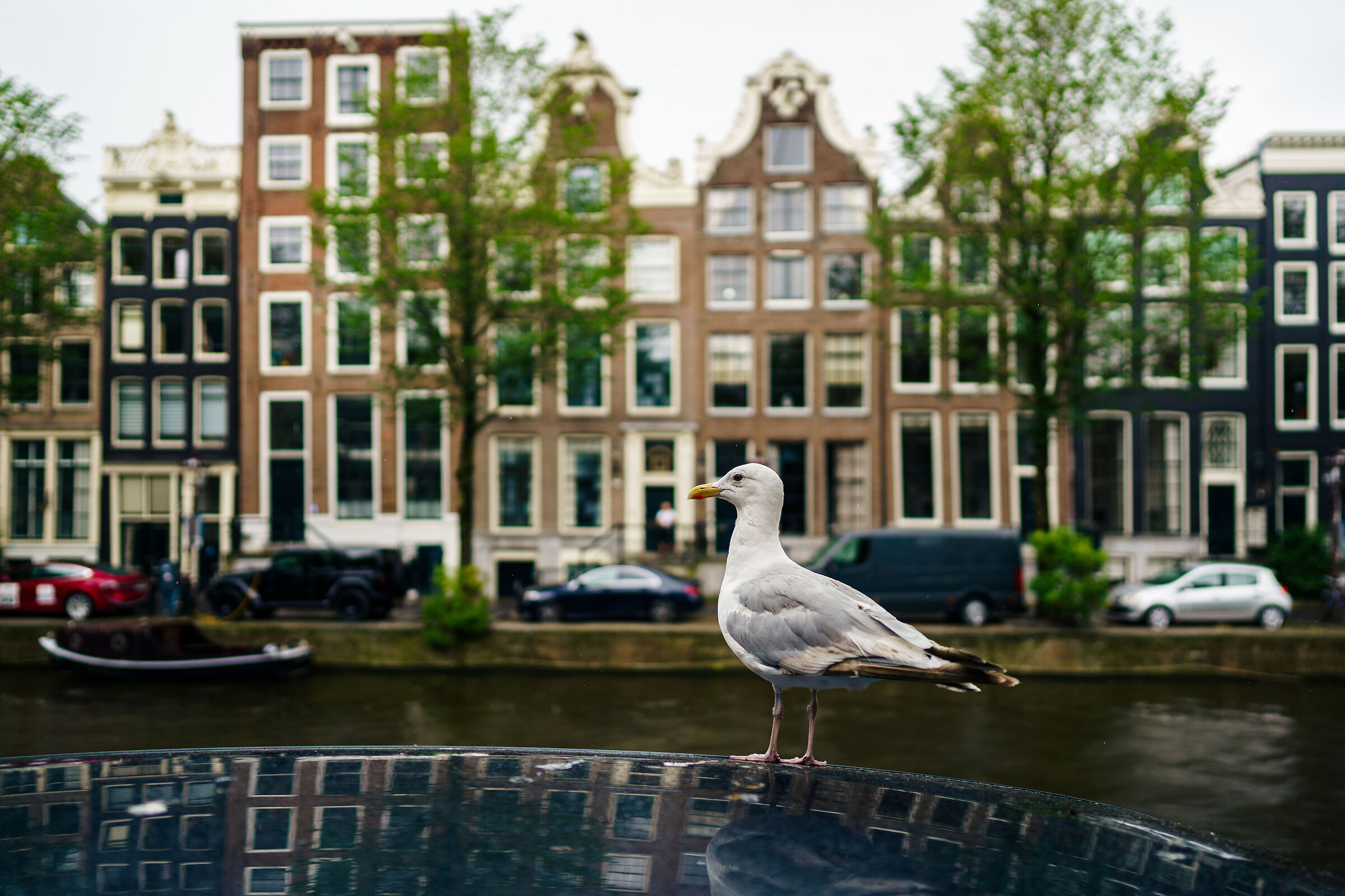 Canal Dweller
