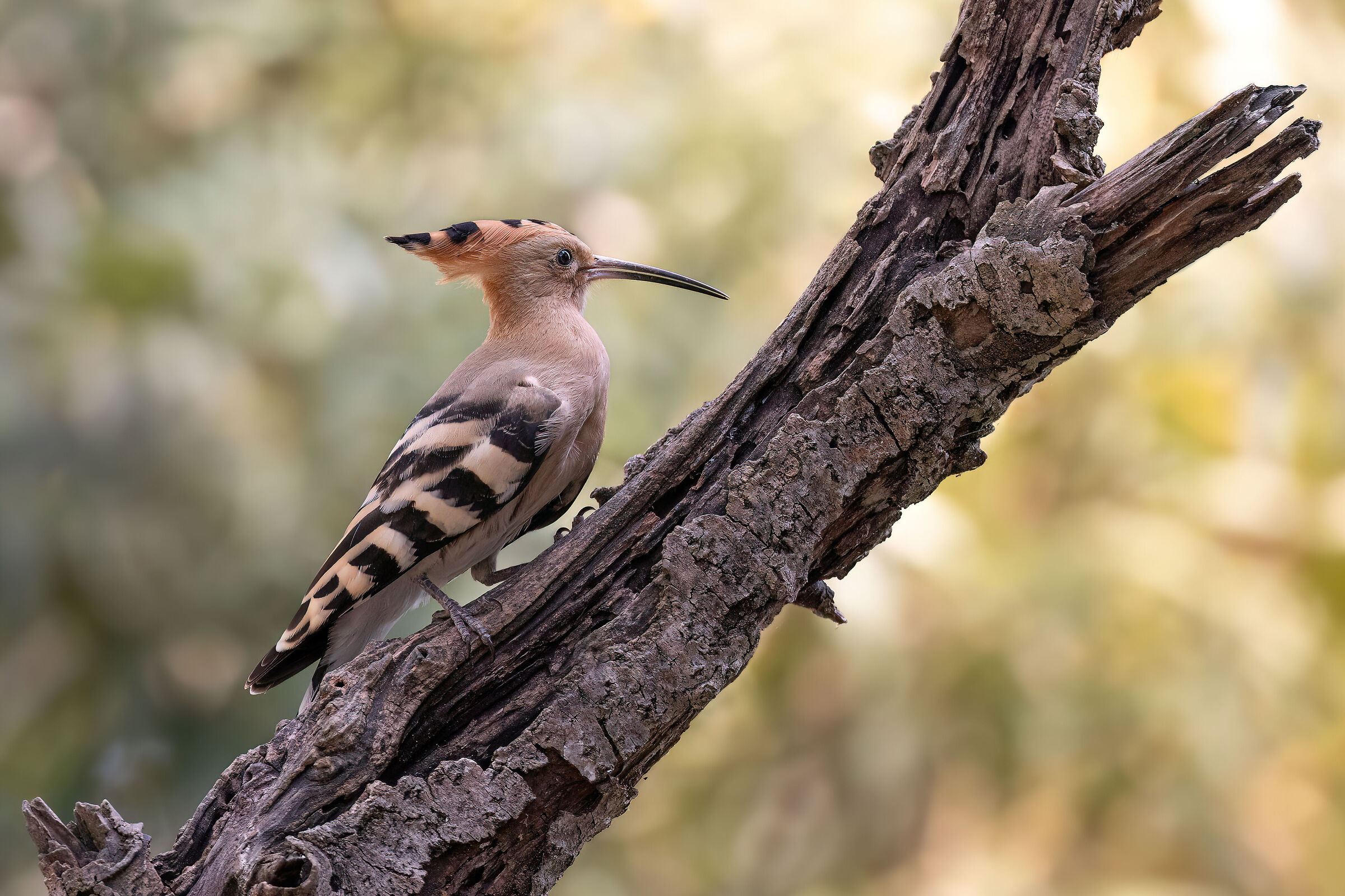 Hoopoe on the roost