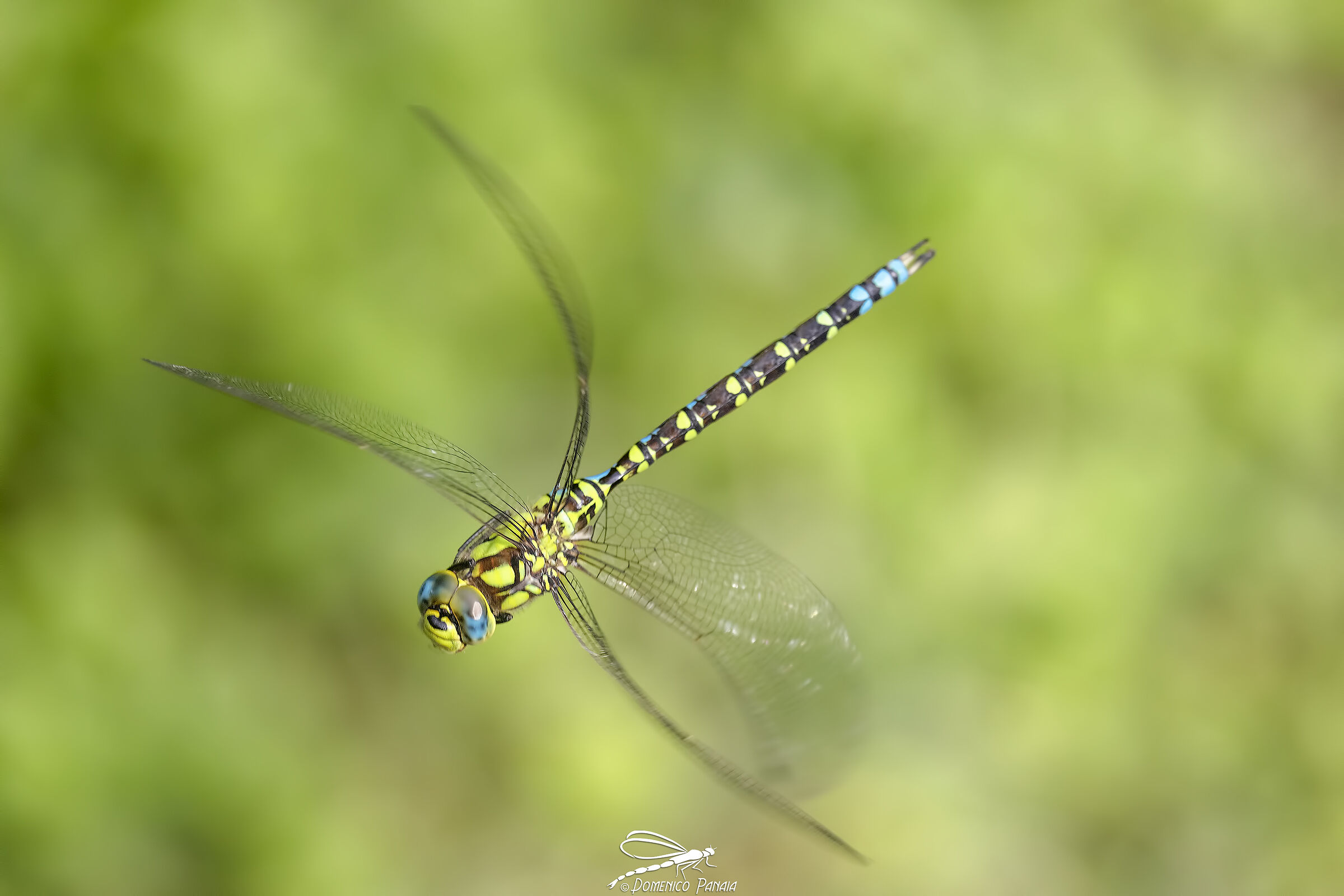 Aeshna Cyanea male in turn
