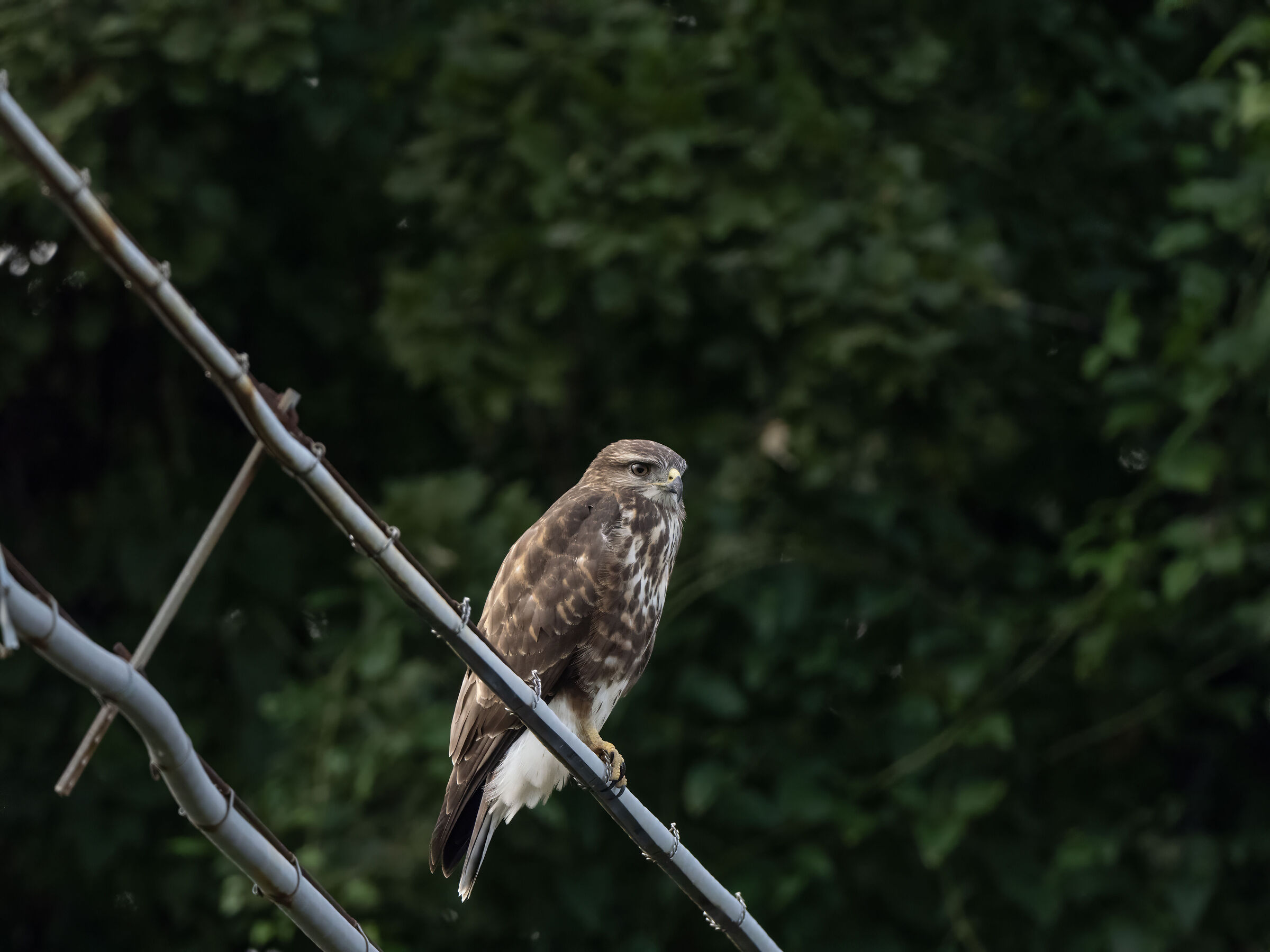 Buzzard