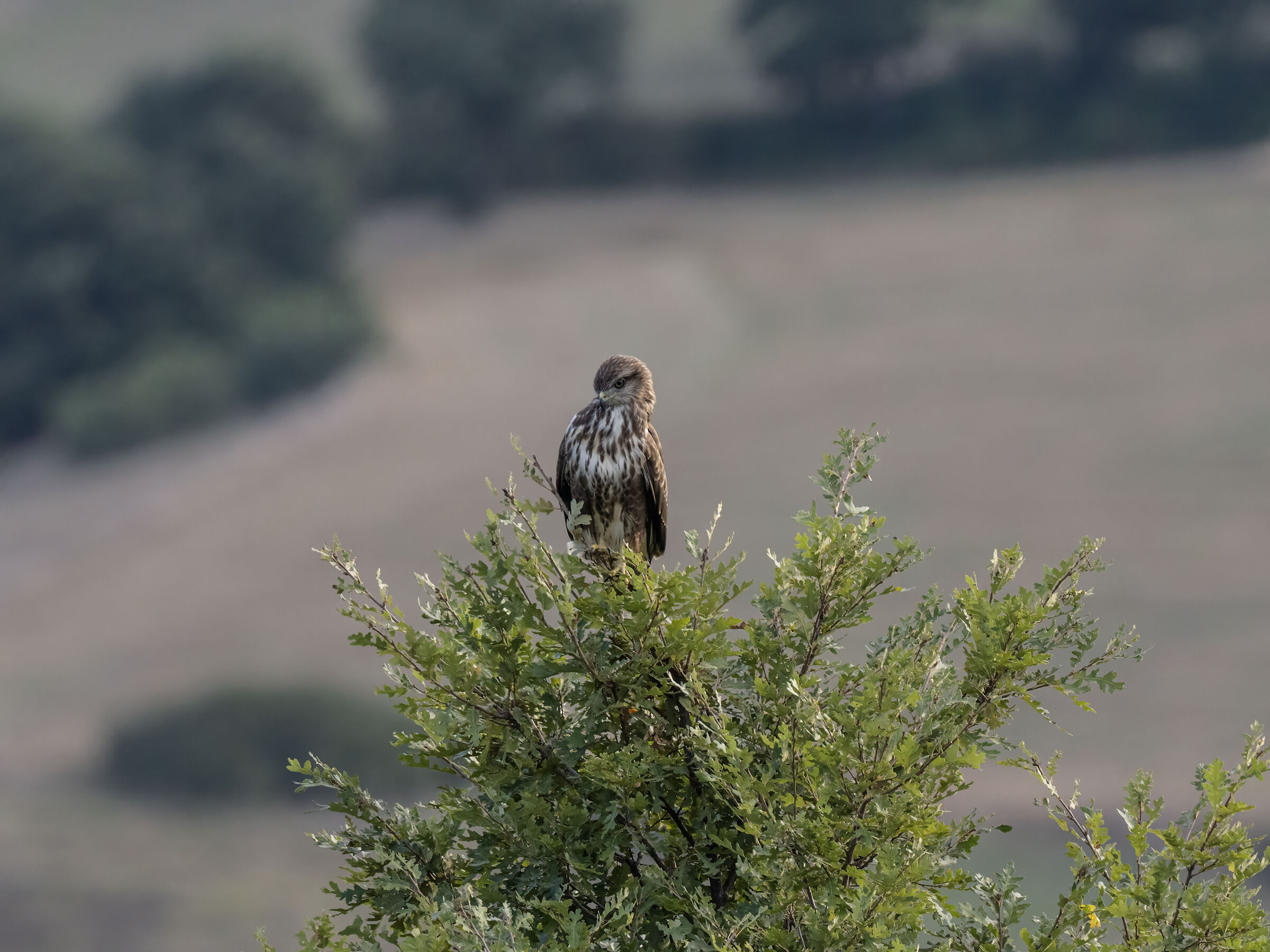 Buzzard