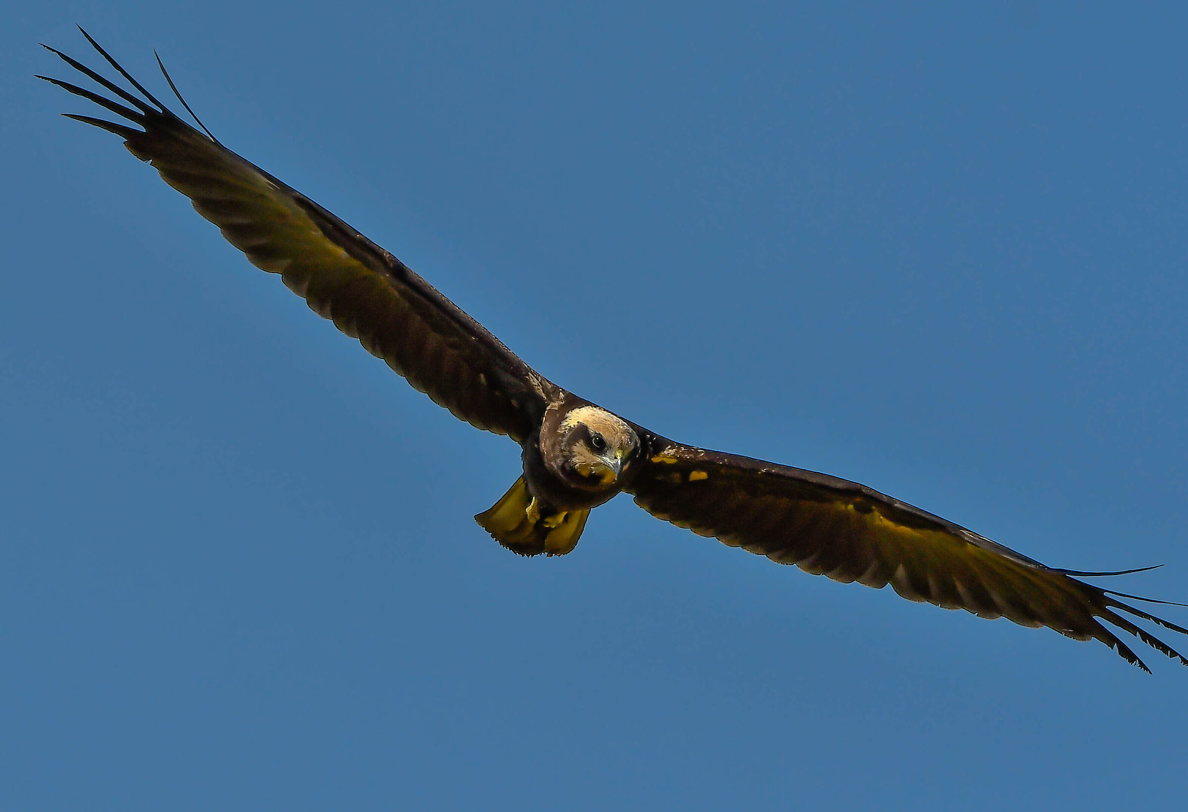 Falco di palude (F)