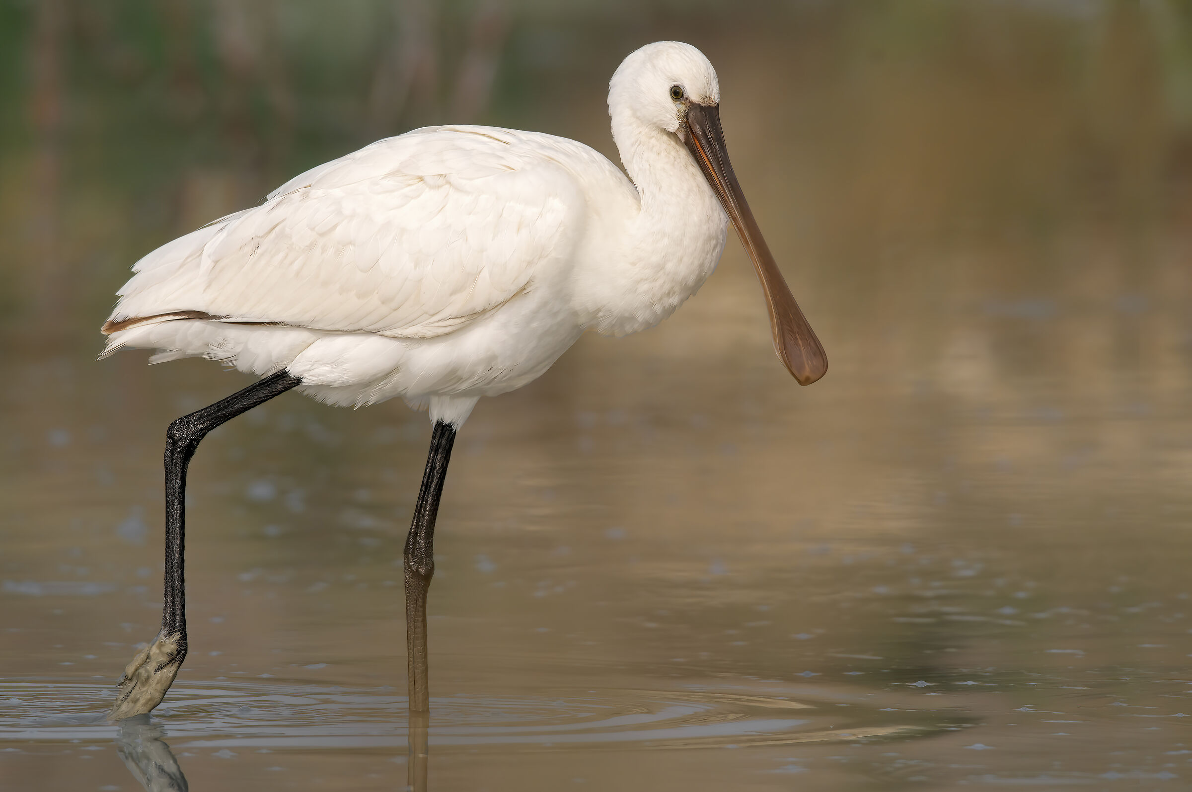 Spatola (Platalea leucorodia)